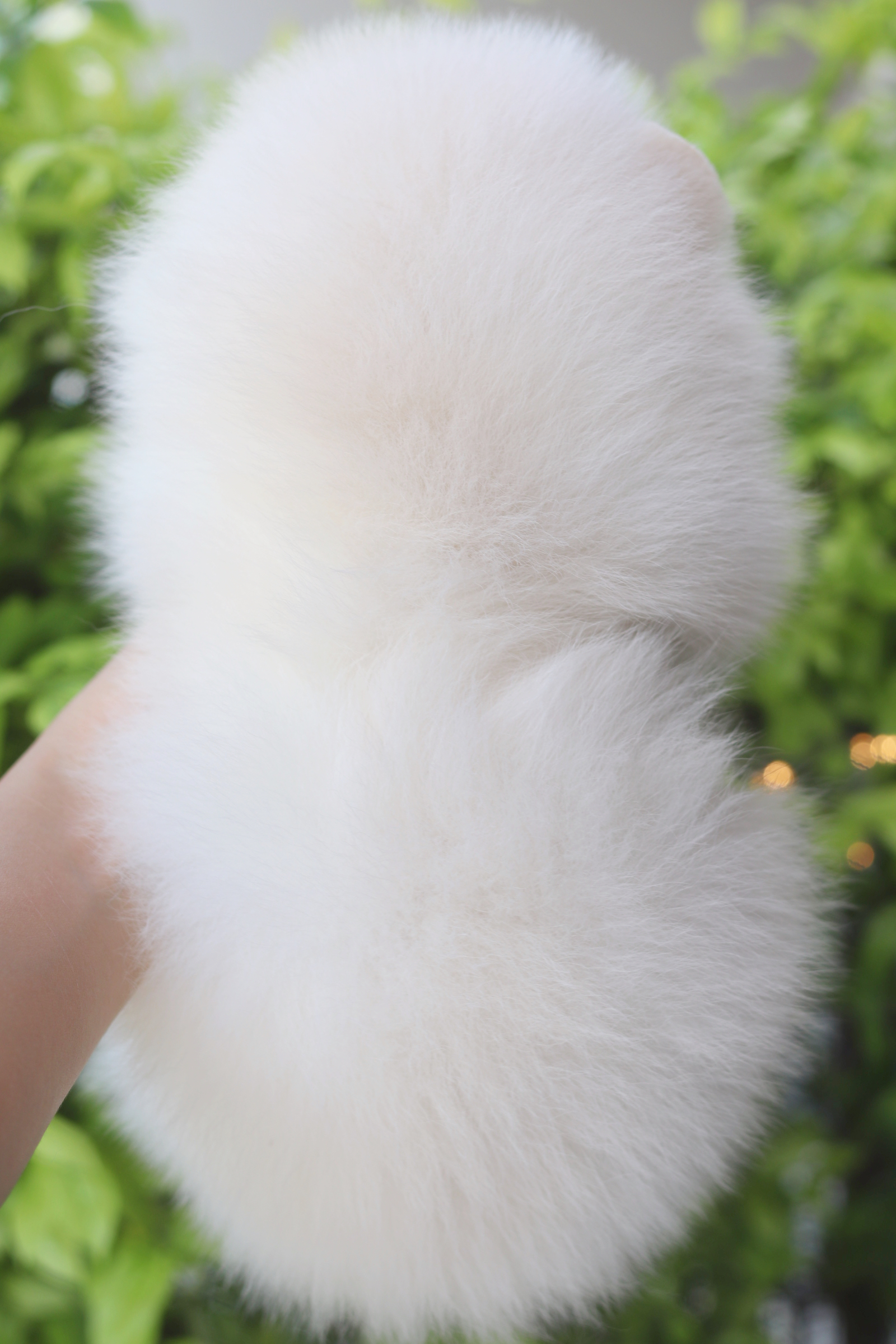 ปอมเมอเรเนียน เพศเมียสีขาวครีม