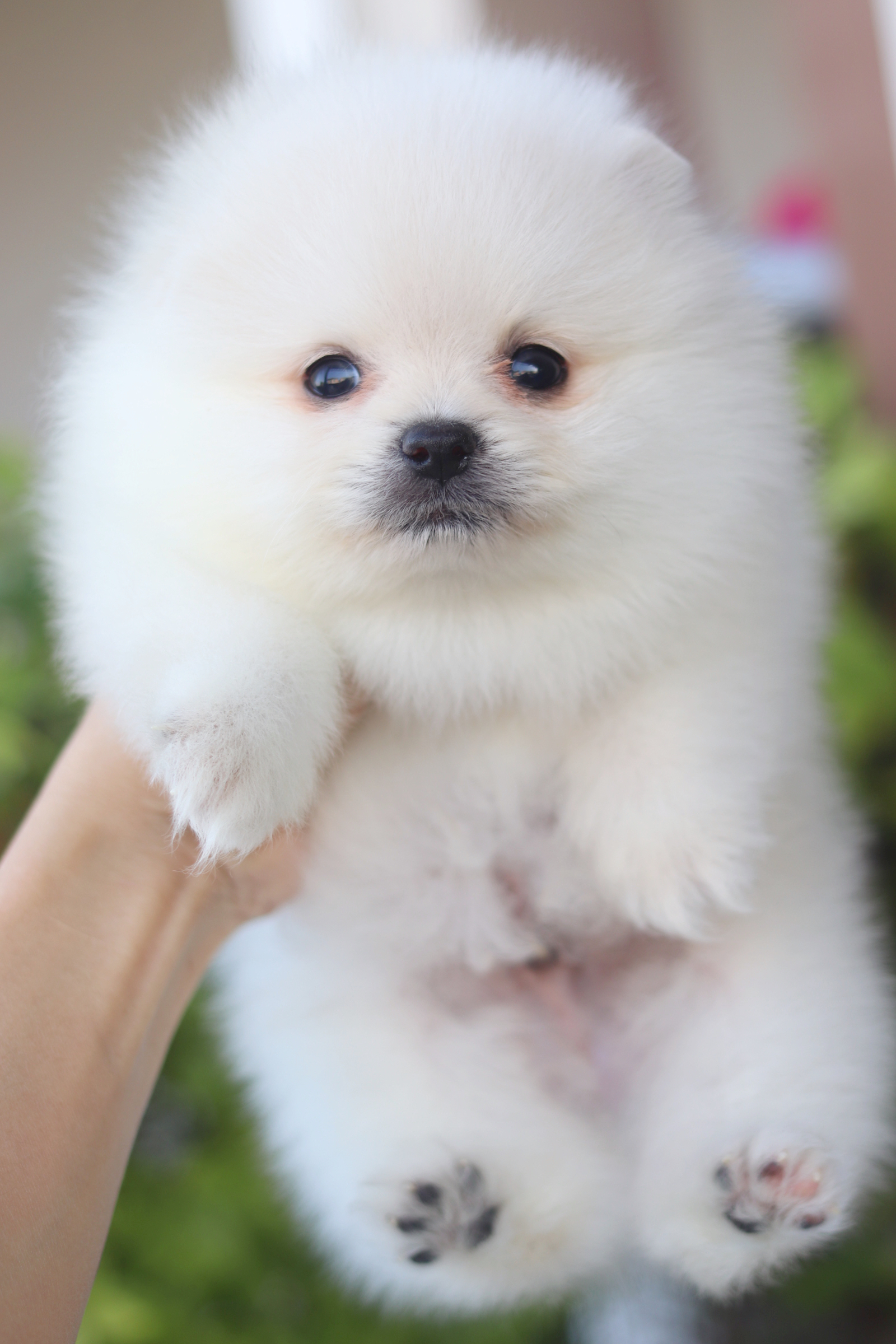 ปอมเมอเรเนียน เพศผู้สีขาวครีม