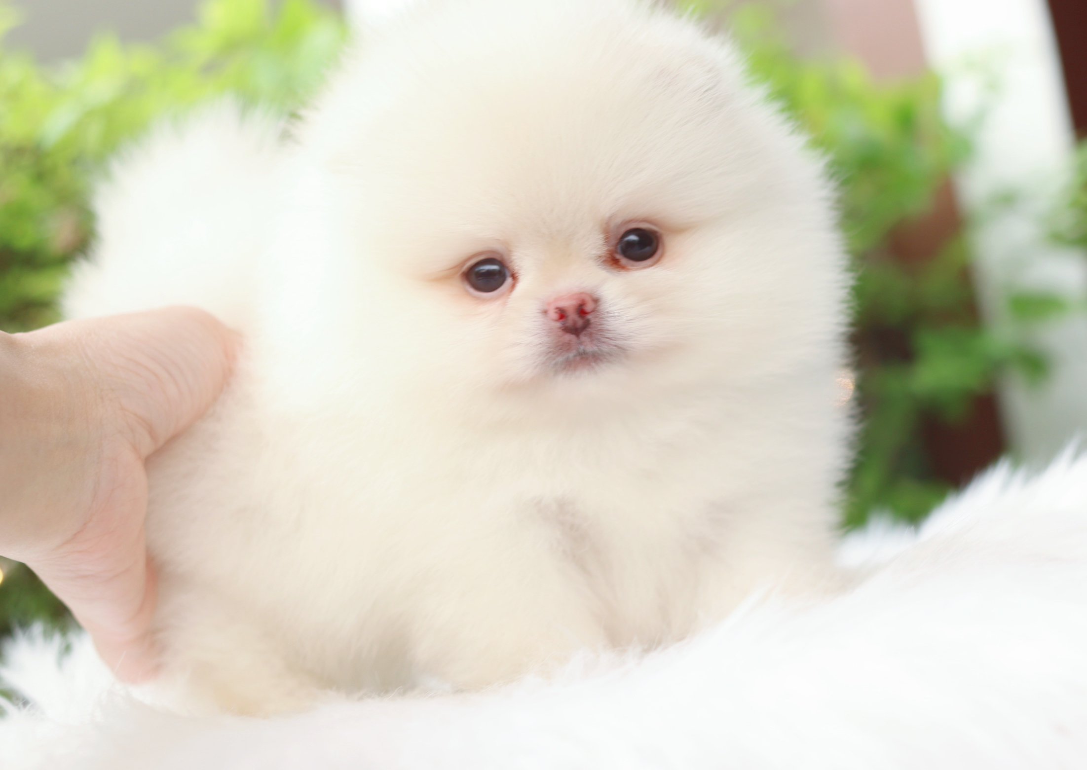 ปอมเมอเรเนียน เพศผู้สีขาวครีม