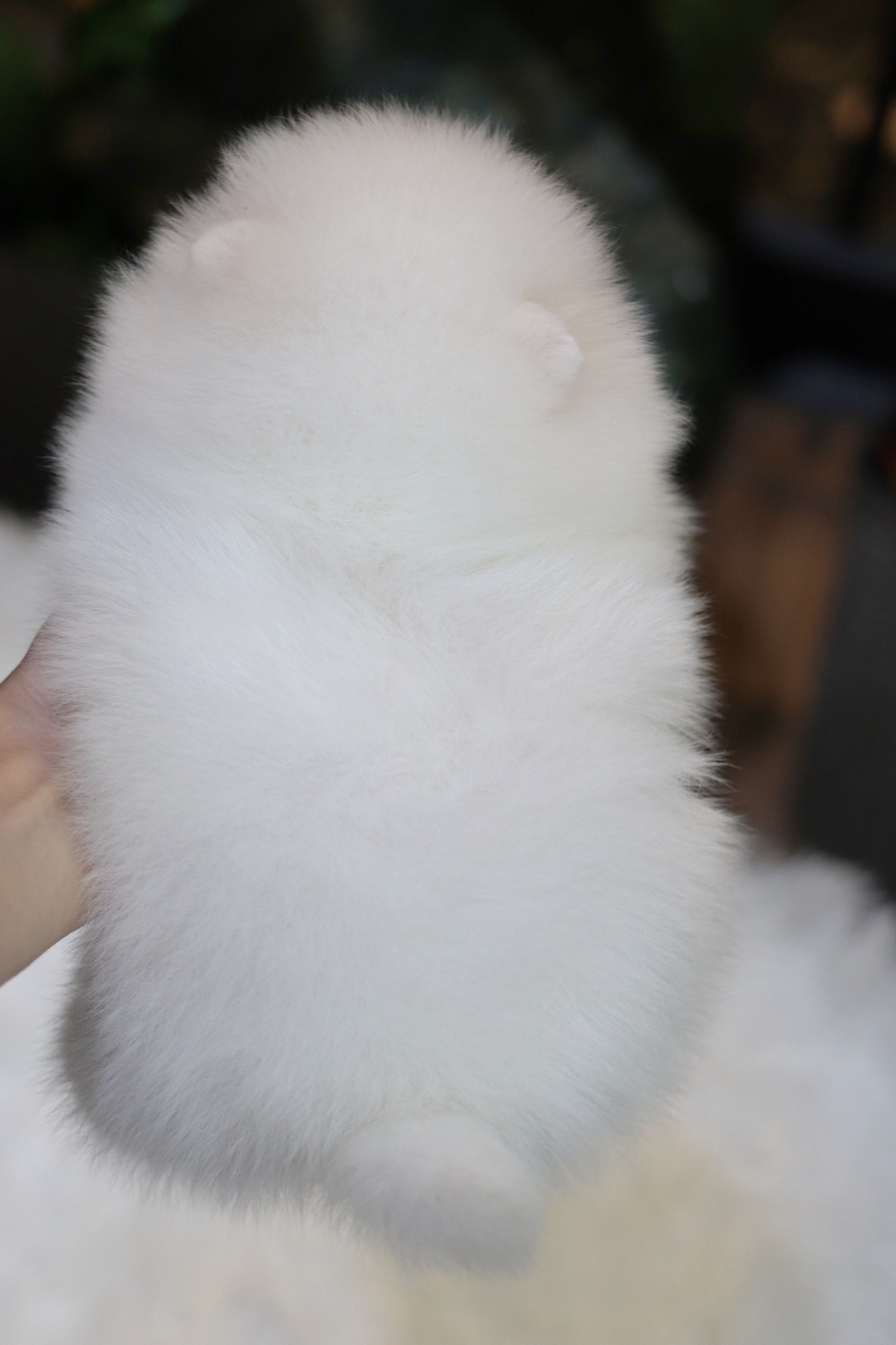 ปอมเมอเรเนียน เพศผู้ขาว หน้าตุ๊กตา