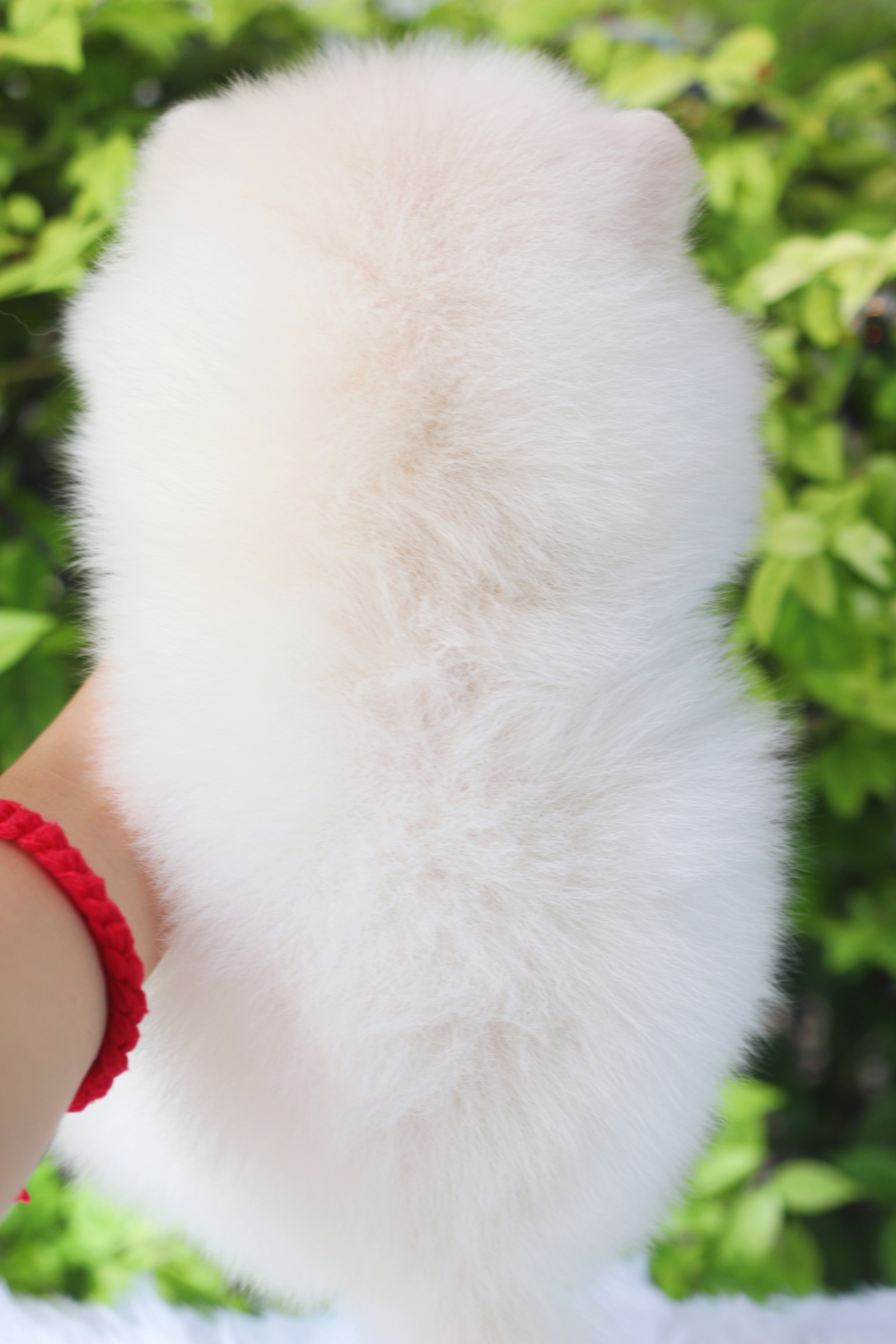 ปอมเมอเรเนียน เพศเมีย สีขาวครีม