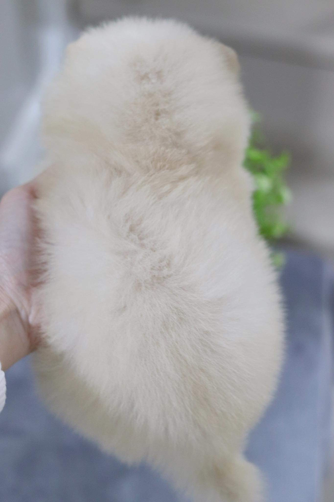 ปอมเมอเรเนียน เพศผู้