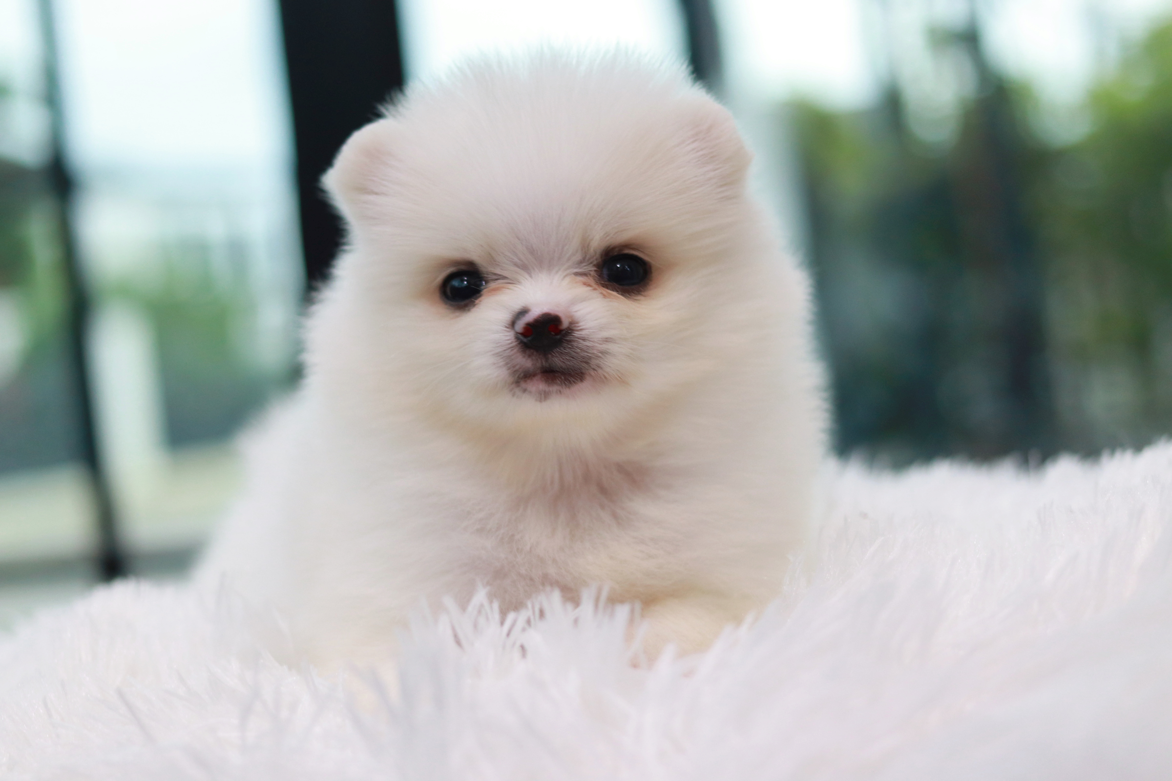 ปอมเมอเรเนียน เพศผู้ สีขาวไซส์เล็ก