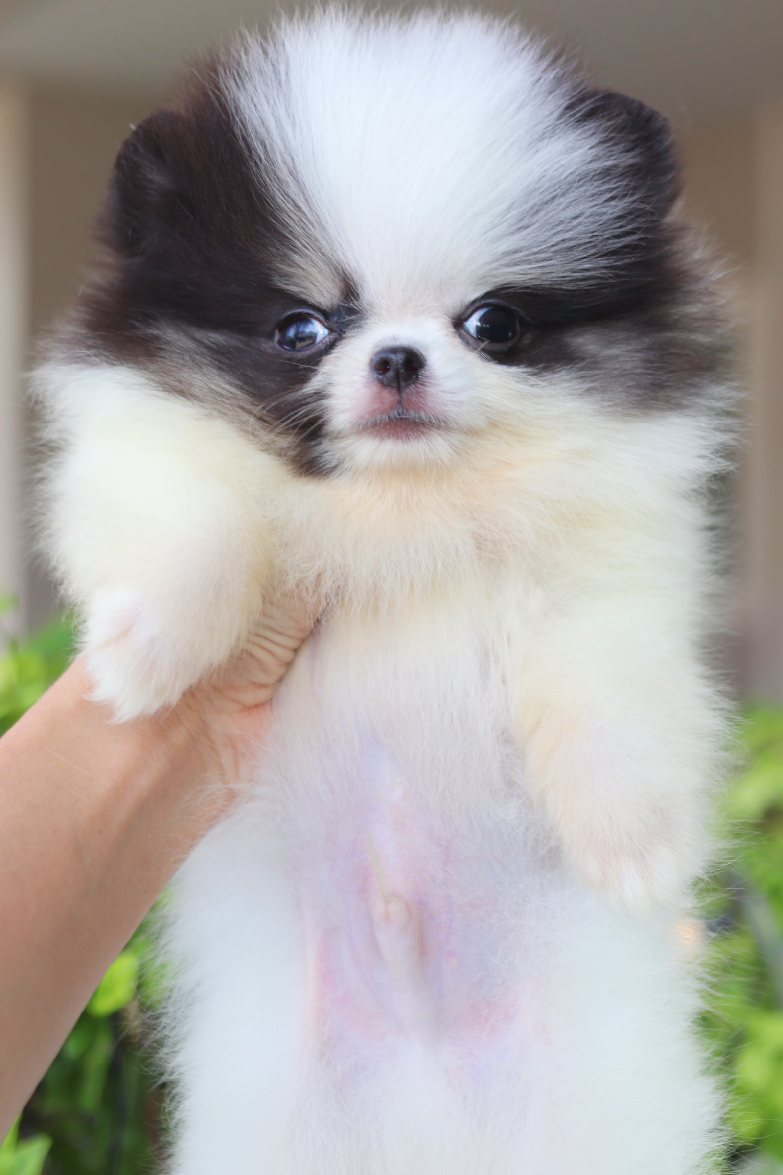 ปอมเมอเรเนียน เพศผู้ สีแฟนซี