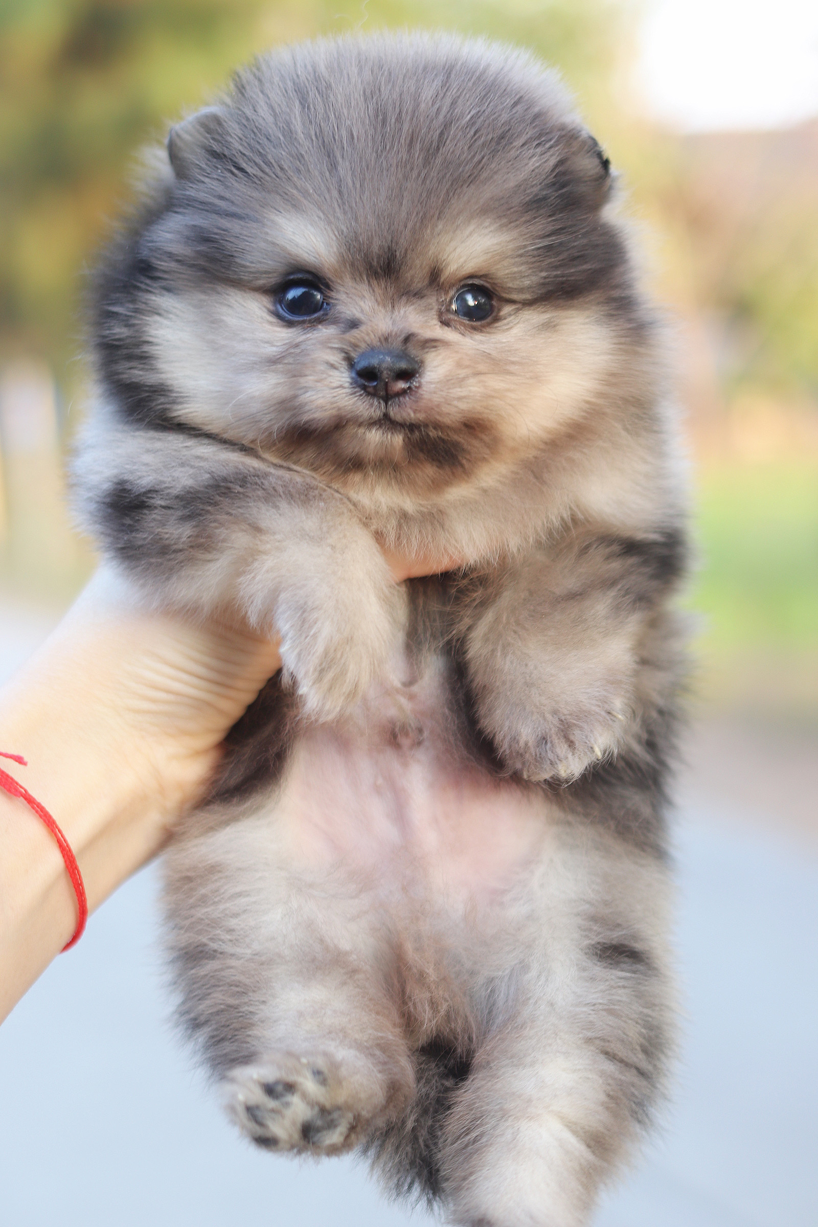 ปอมเมอเรเนียน เพศผู้ สีเมอร์เร่