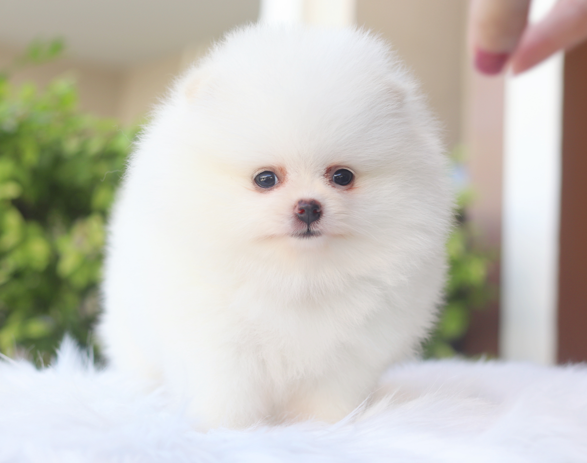 ปอมเมอเรเนียน เพศเมียสีขาวครีม เกรดโชว์