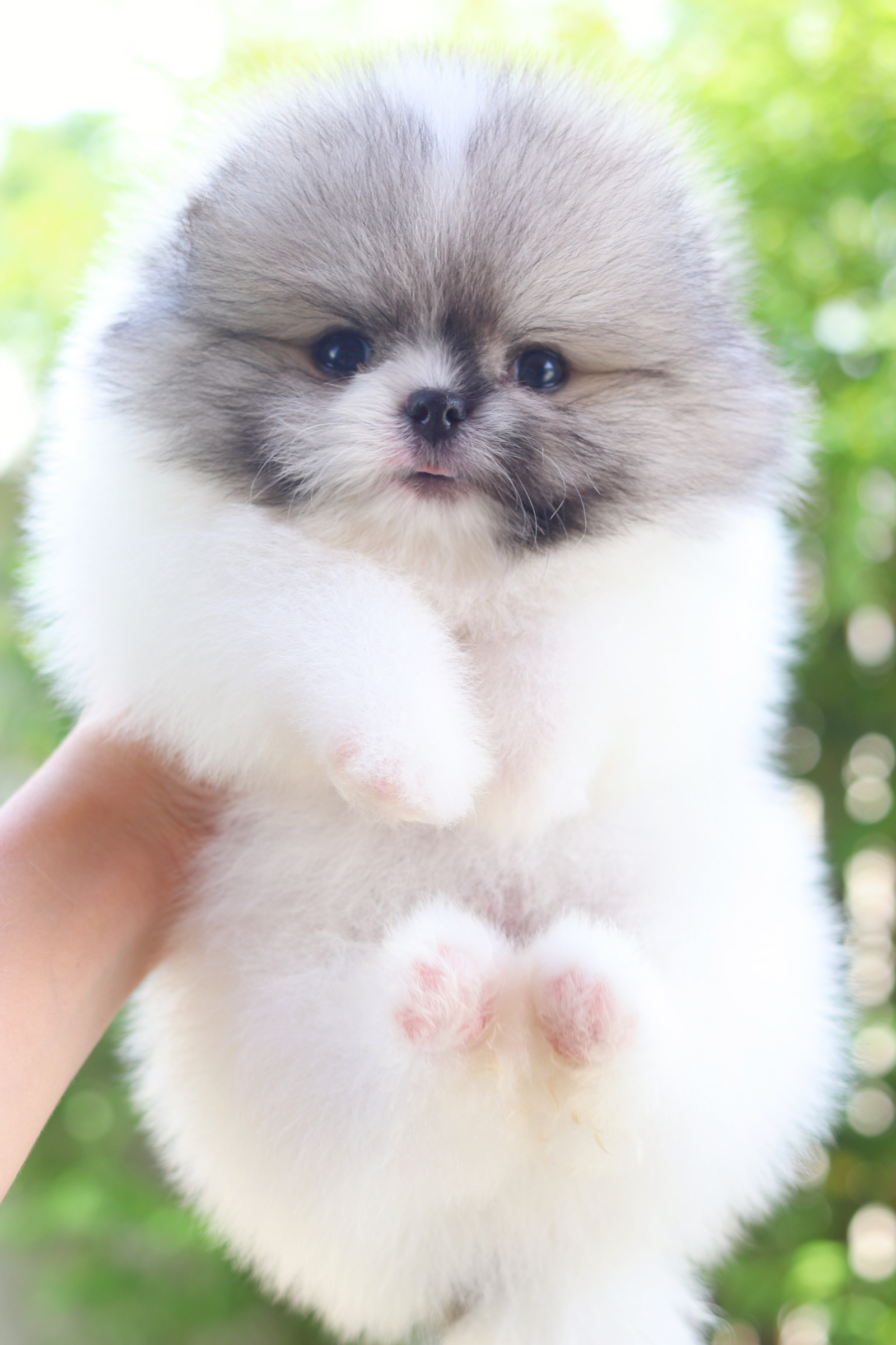 ปอมเมอเรเนียน เพศผู้สีแฟนซีเกรดโชว์