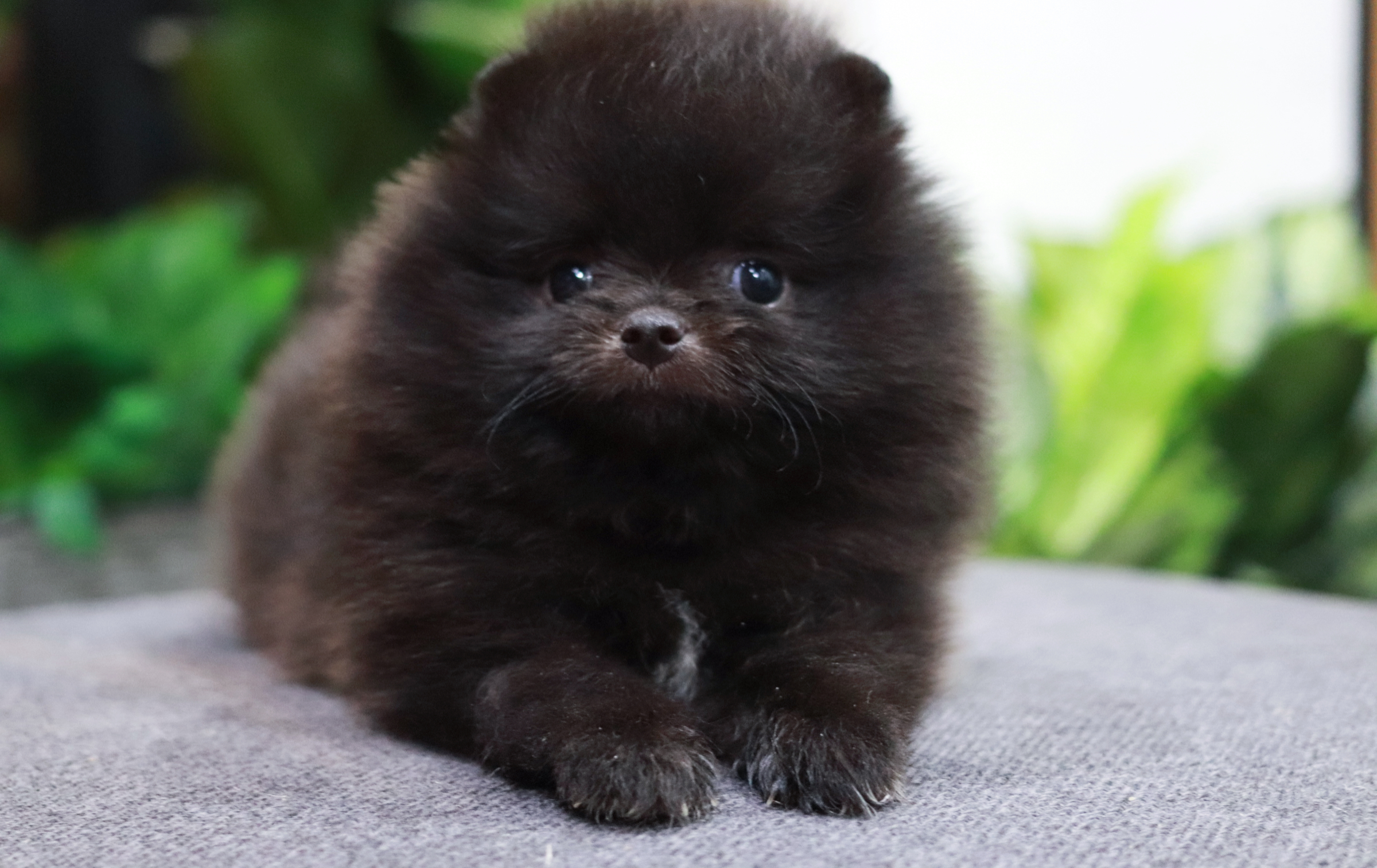 ปอมเมอเรเนียน เพศผู้