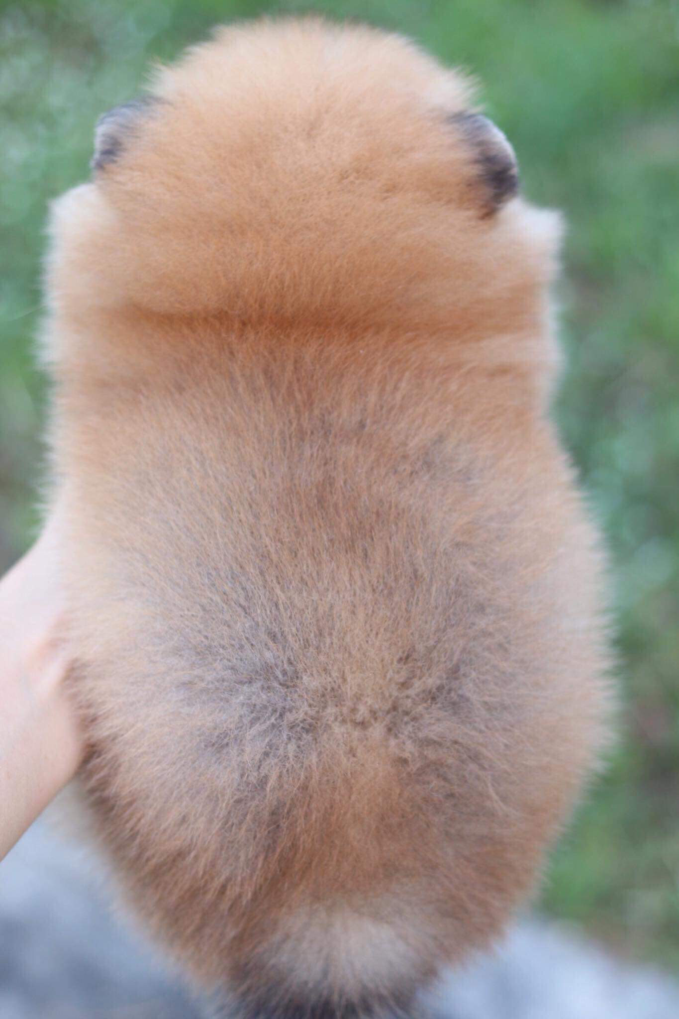 ปอมเมอเรเนียน เพศผู้