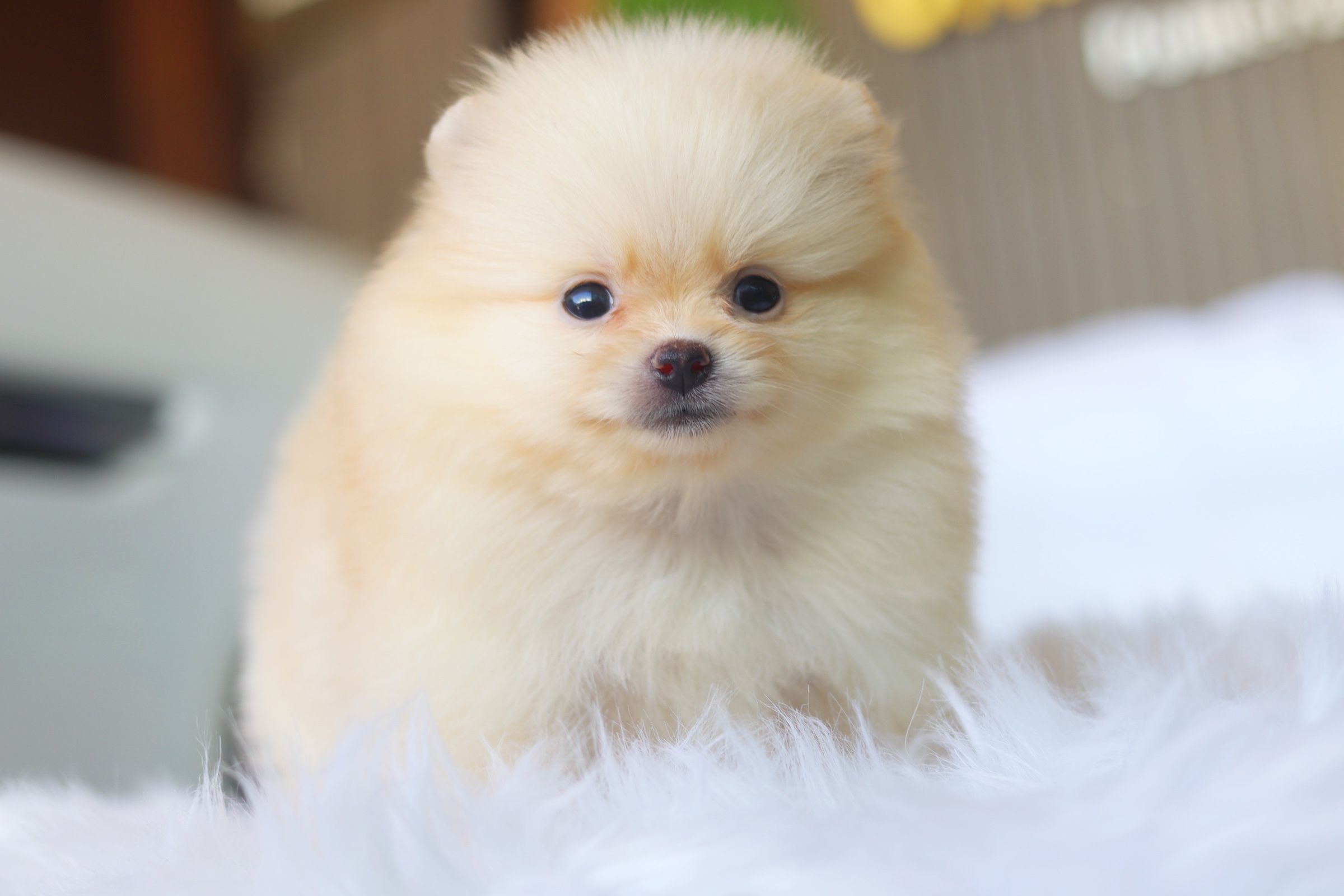 ปอมเมอเรเนียน เพศเมียสีครีม