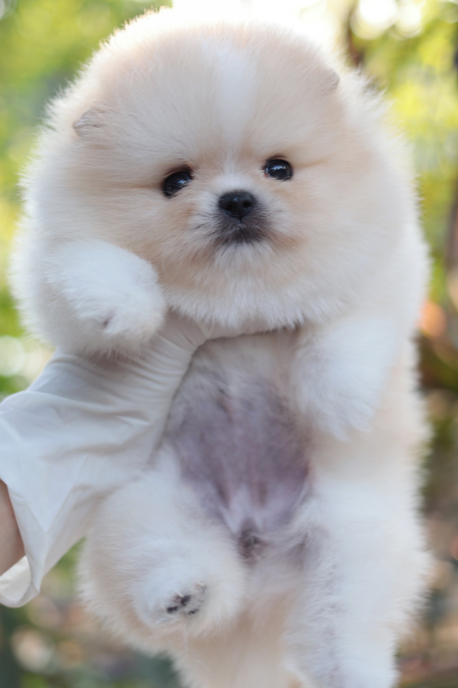 ปอมเมอเรเนียน เพศเมียสีครีม