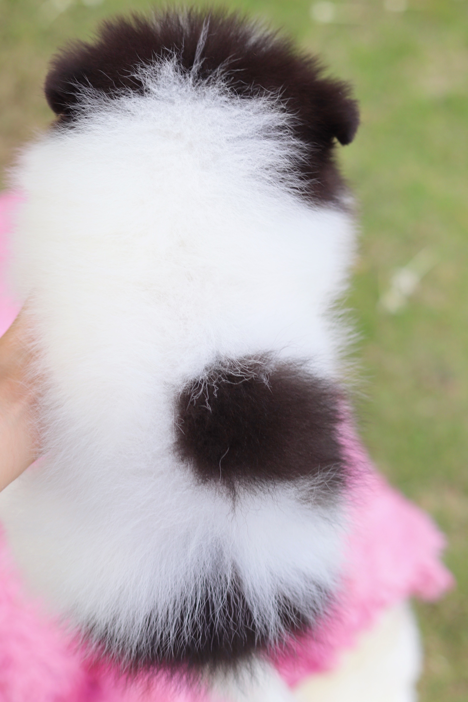 ปอมเมอเรเนียน เพศผู้ สีแฟนซี