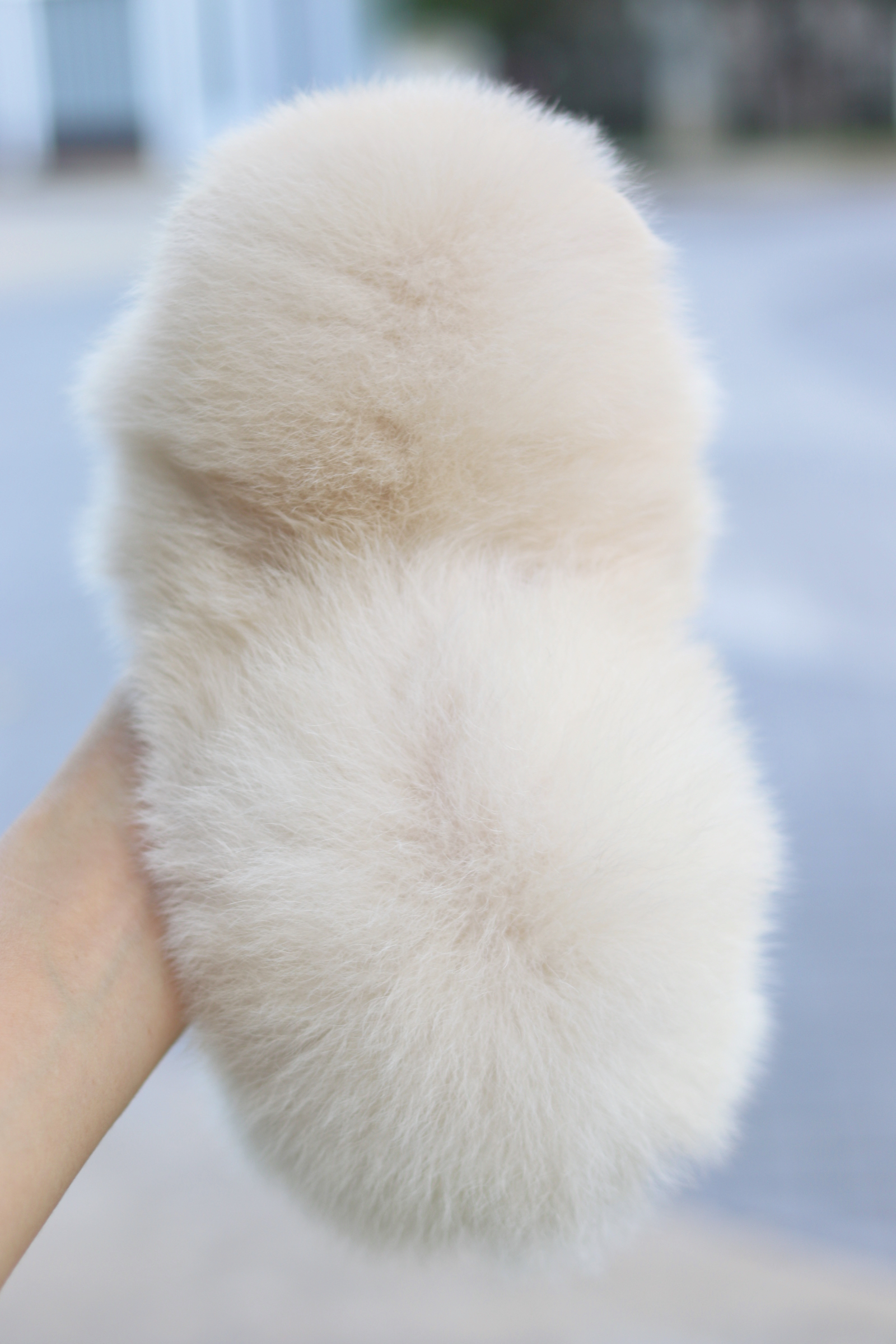 ปอมเมอเรเนียน เพศผู้สีครีม