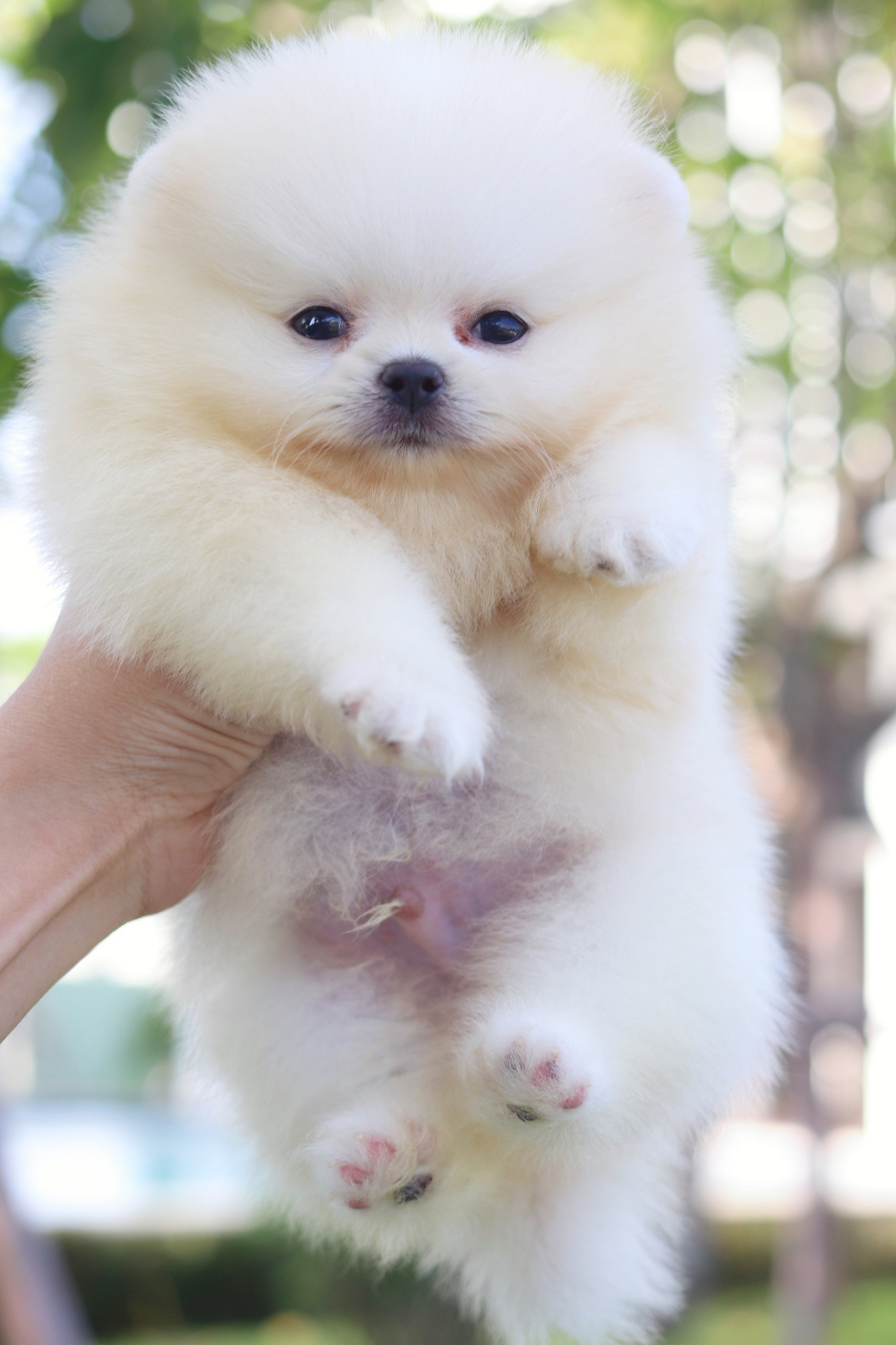 ปอมเมอเรเนียน เพศผู้สีขาวครีม