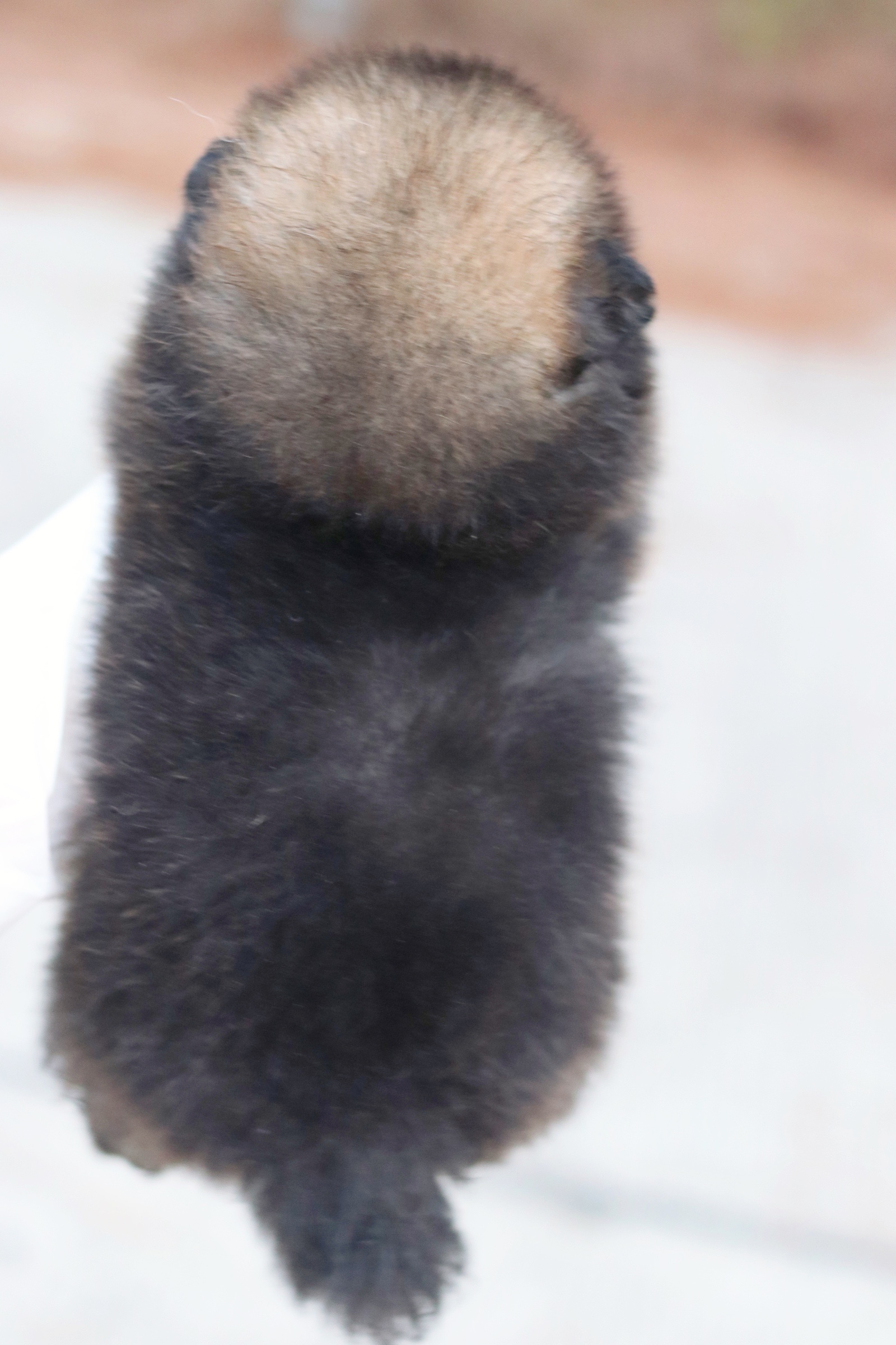 ปอมเมอเรเนียน เพศเมียสีส้ม