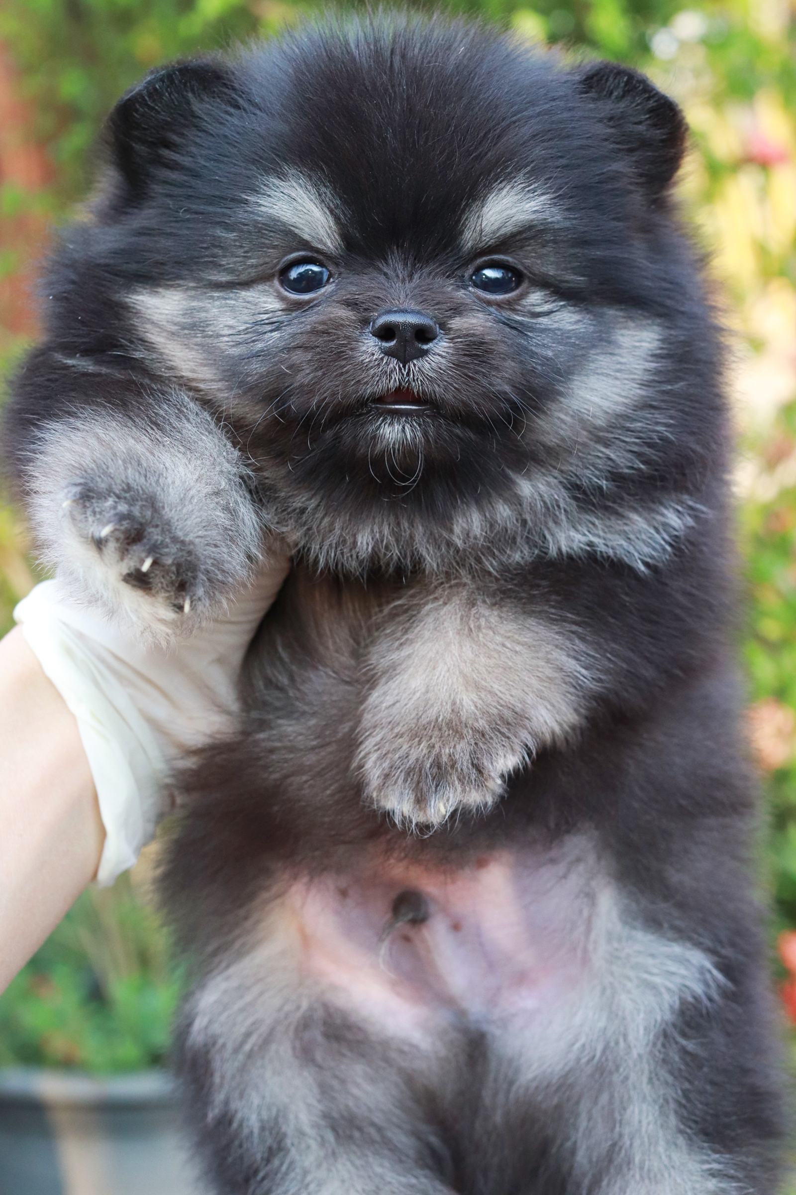 ปอมเมอเรเนียน เพศผู้