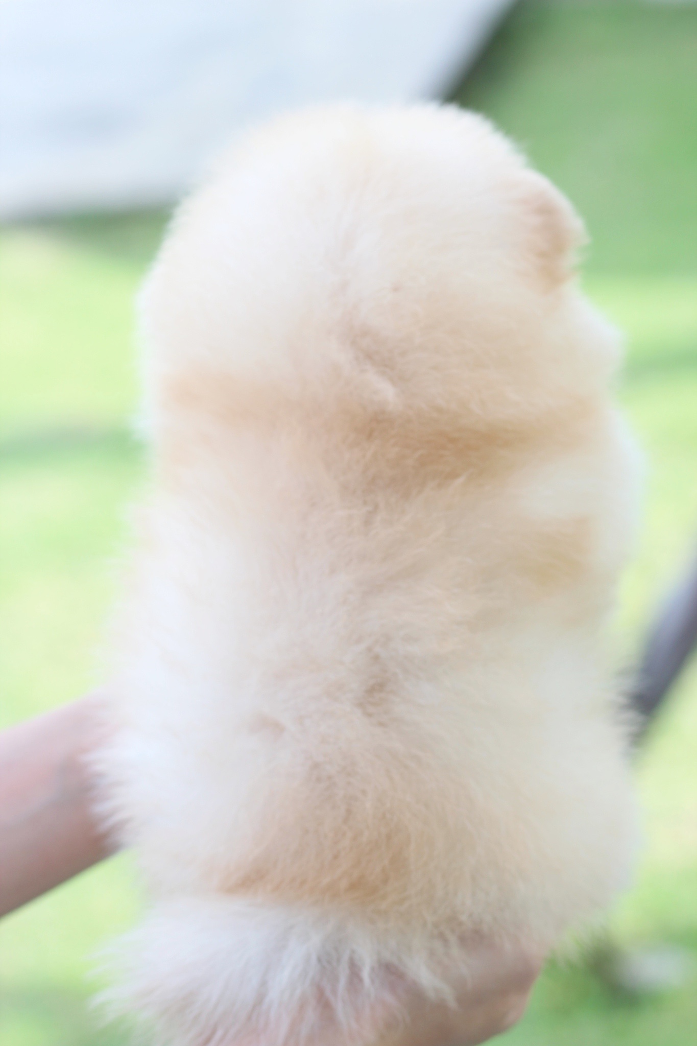 ปอมเมอเรเนียน เพศผู้สีครีมเกรดโชว์