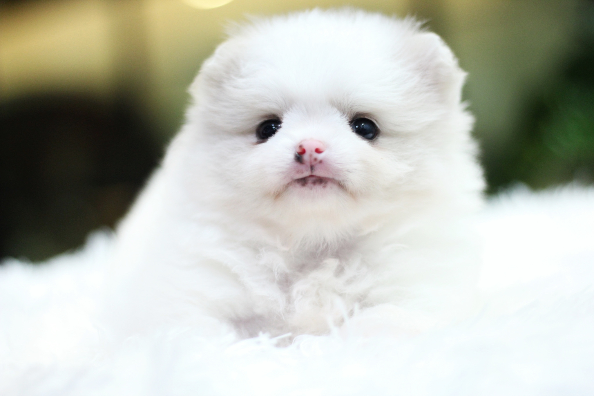 ปอมเมอเรเนียน เพศเมีย สีขาวครีม