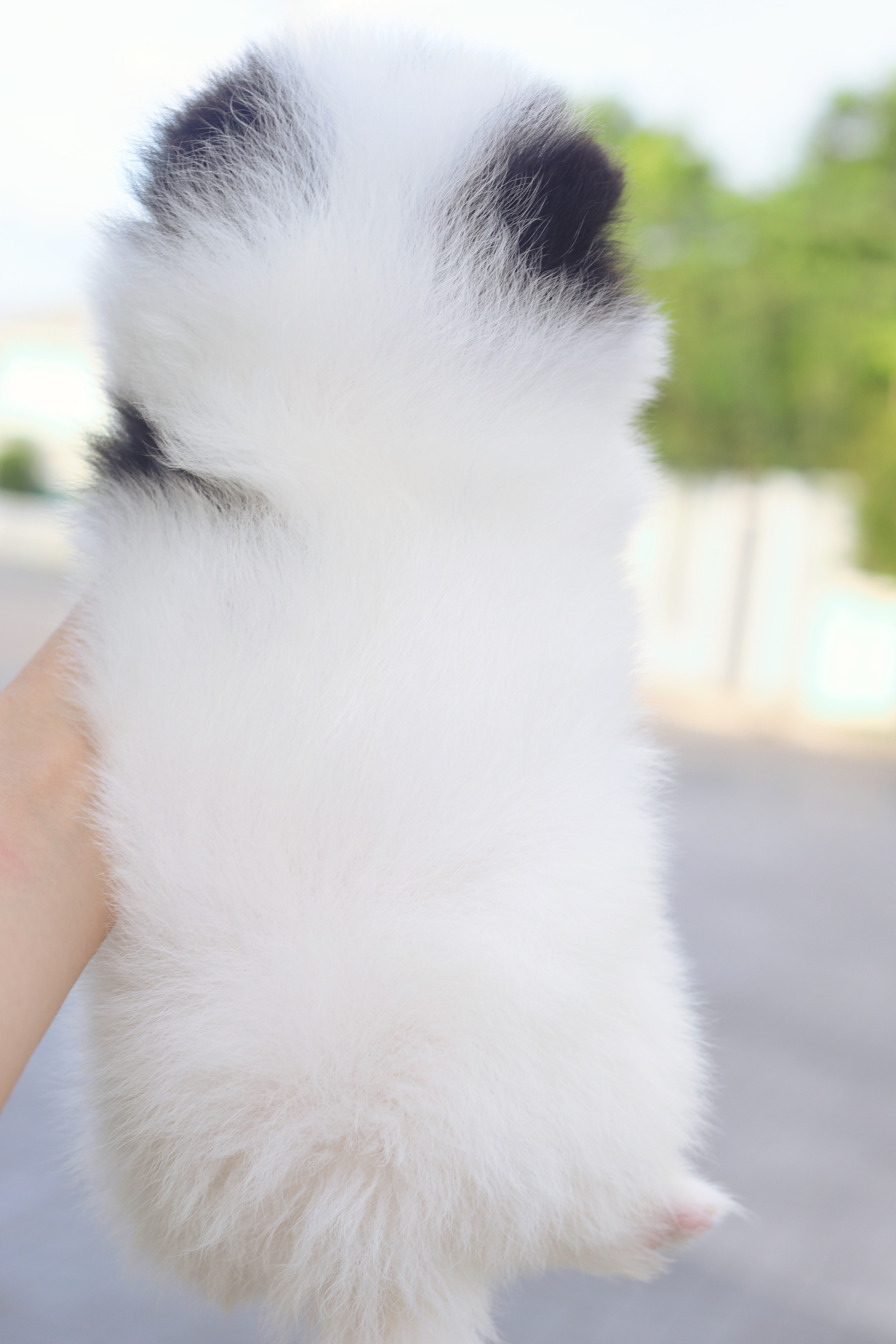 ปอมเมอเรเนียน เพศผู้สีแฟนซี