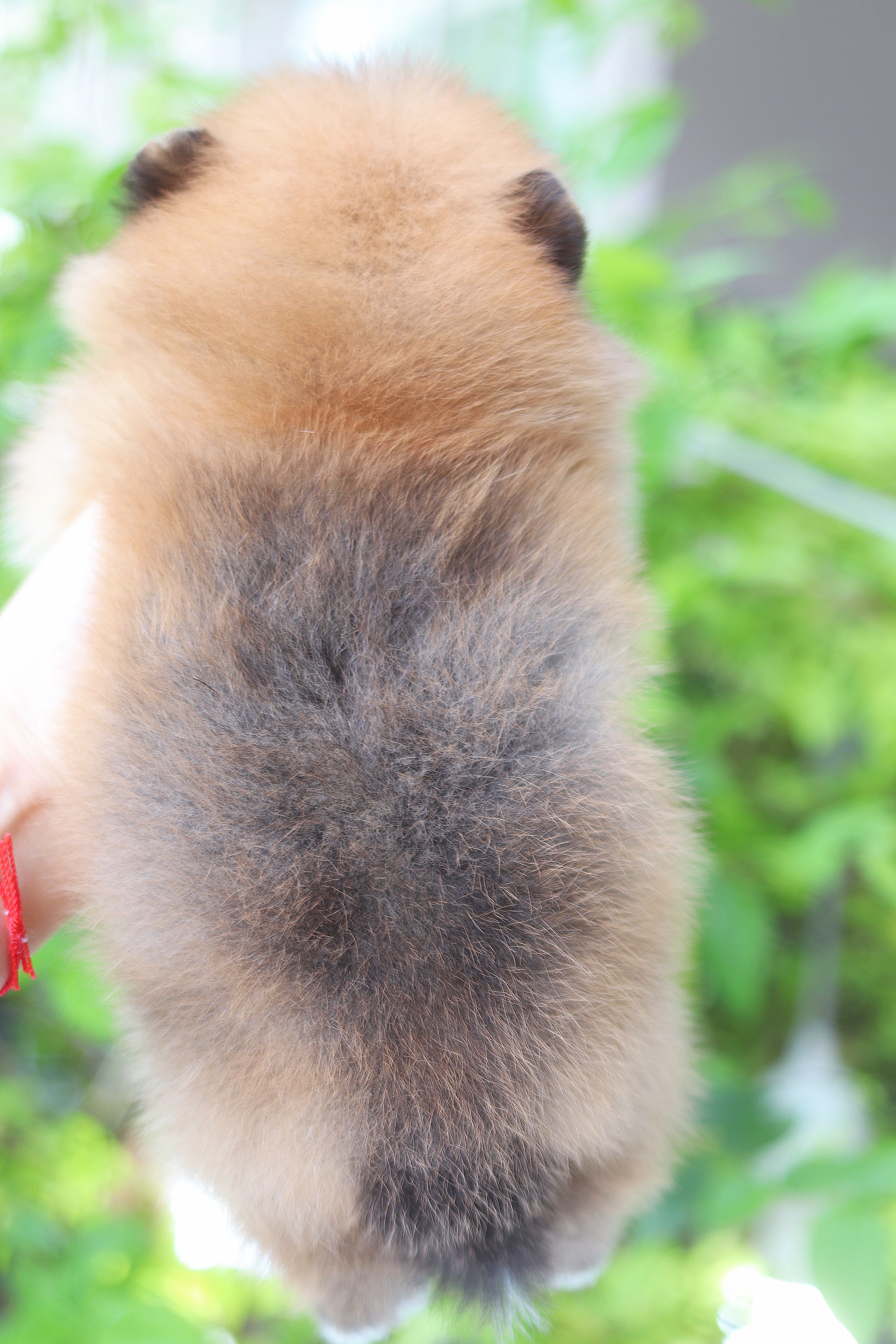 ปอมเมอเรเนียน เพศผู้สีส้ม