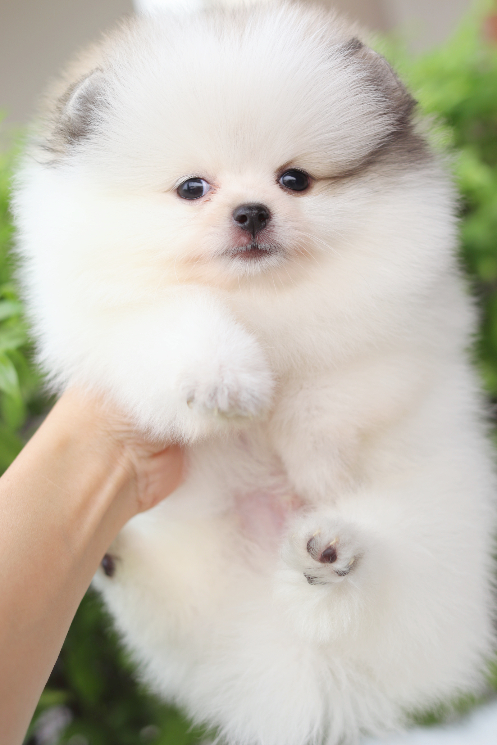 ปอมเมอเรเนียน เพศผู้สีแฟนซี