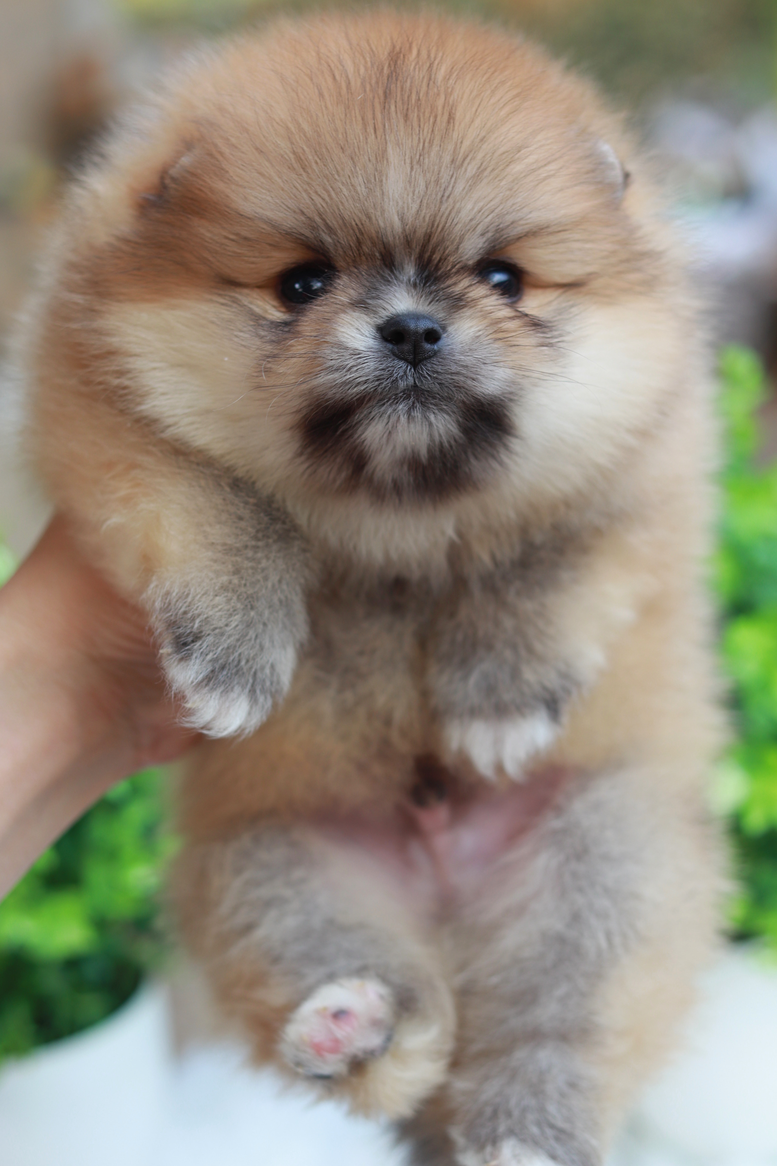 ปอมเมอเรเนียน เพศผู้