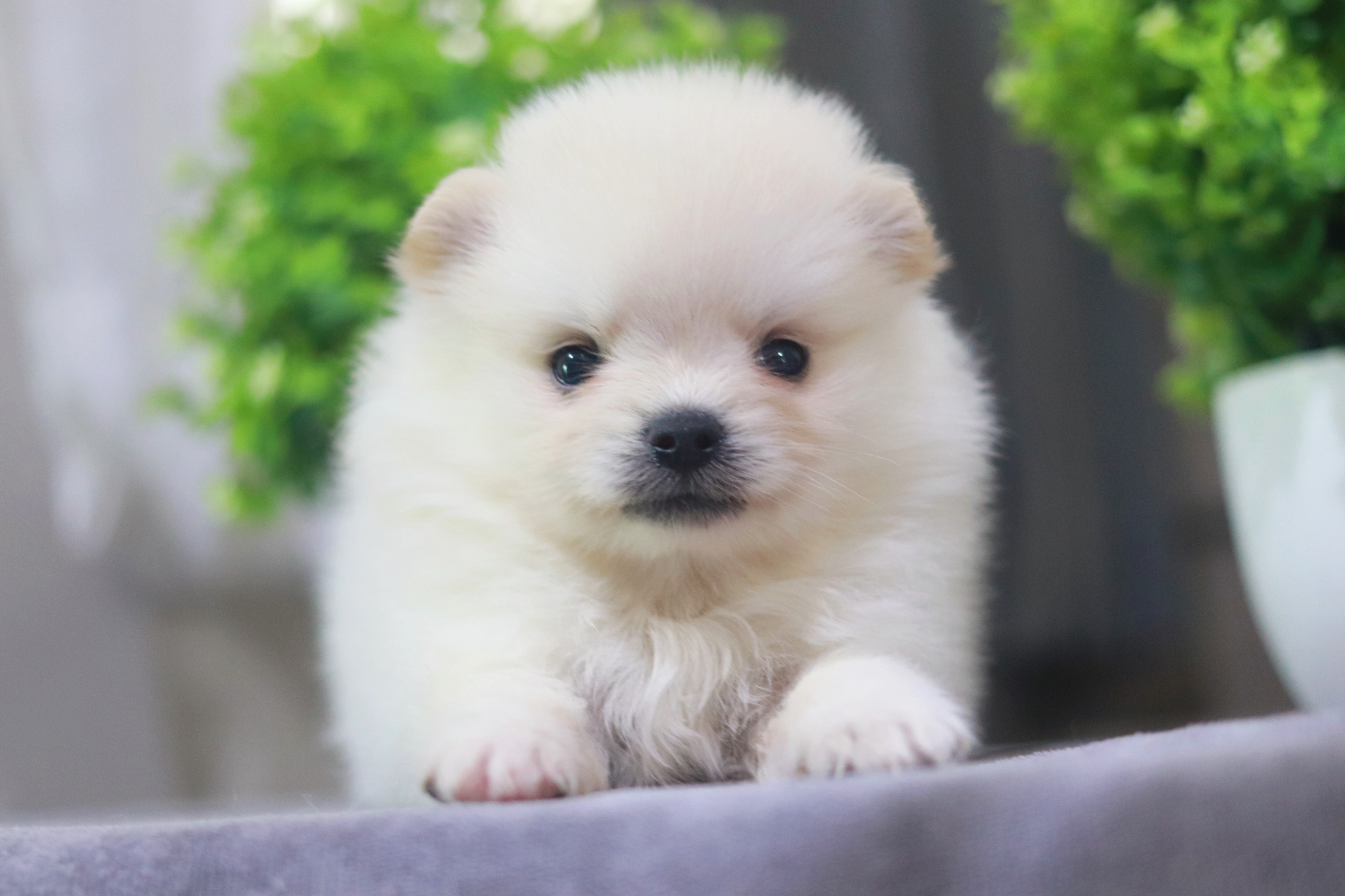 ปอมเมอเรเนียน เพศเมีย