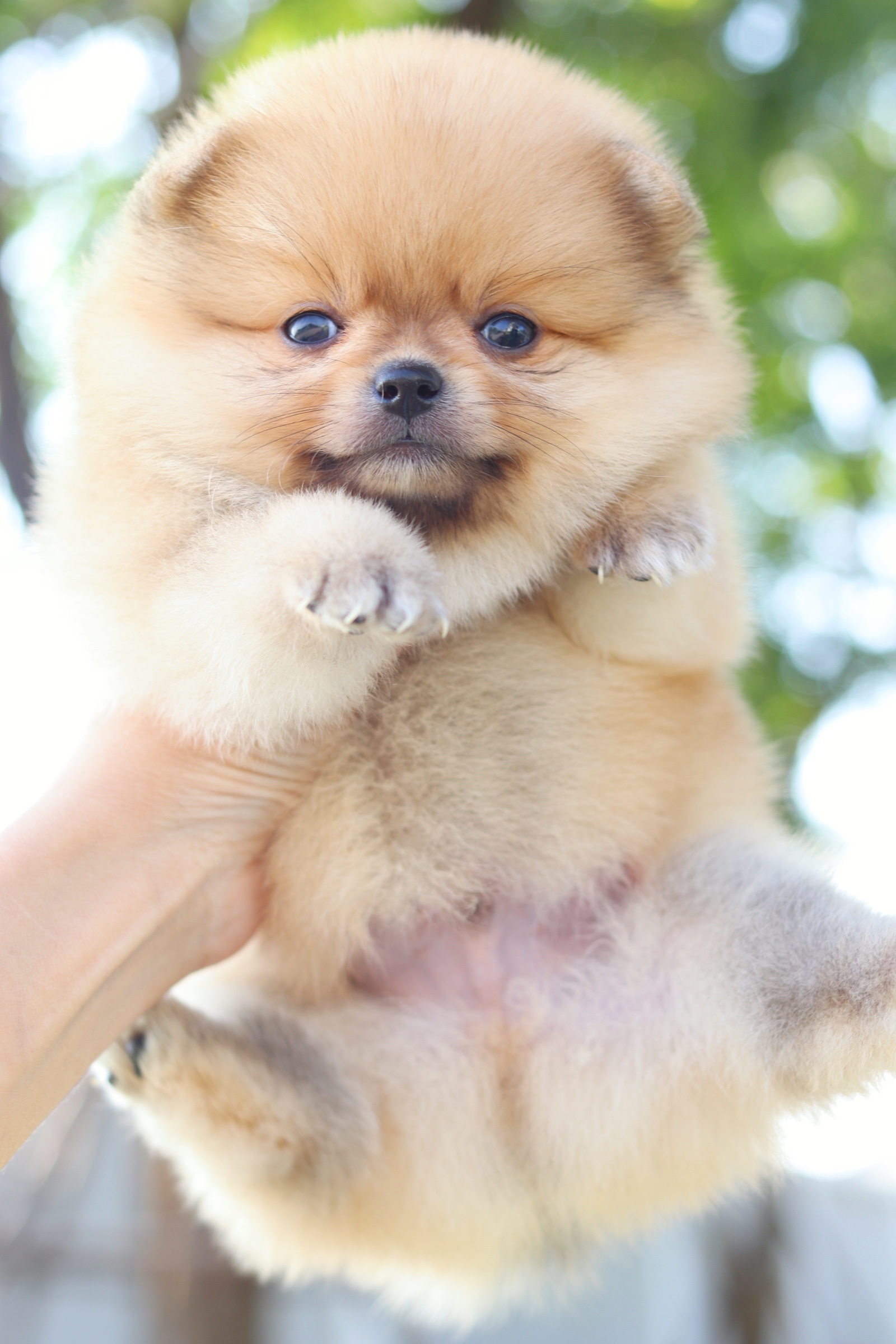 ปอมเมอเรเนียน เพศผู้ สีส้ม