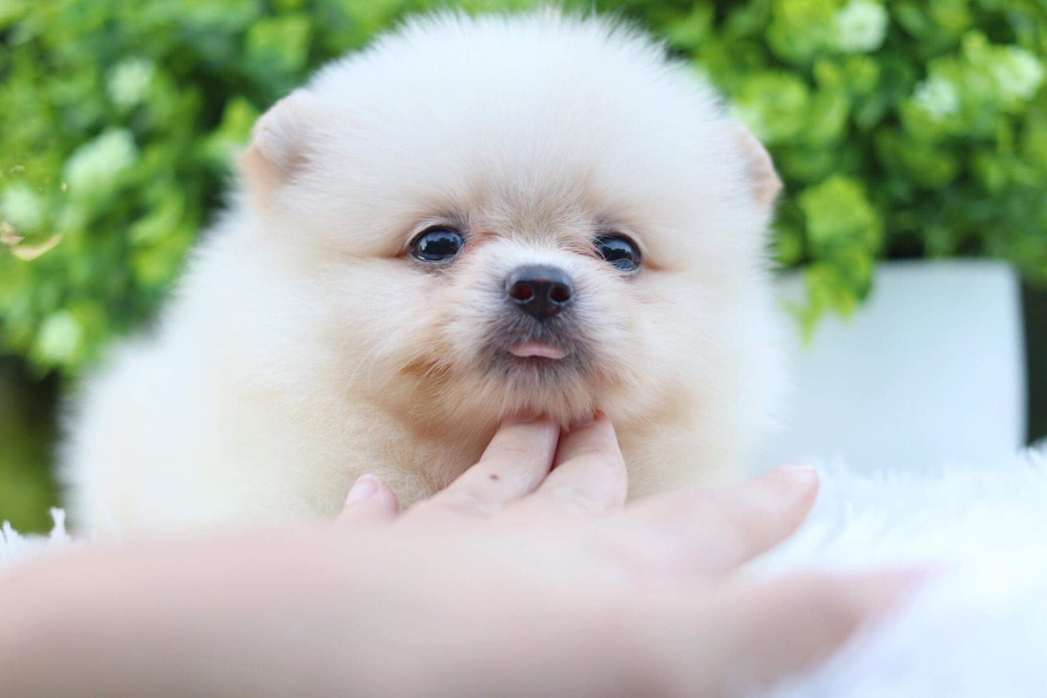 ปอมเมอเรเนียน เพศเมีย