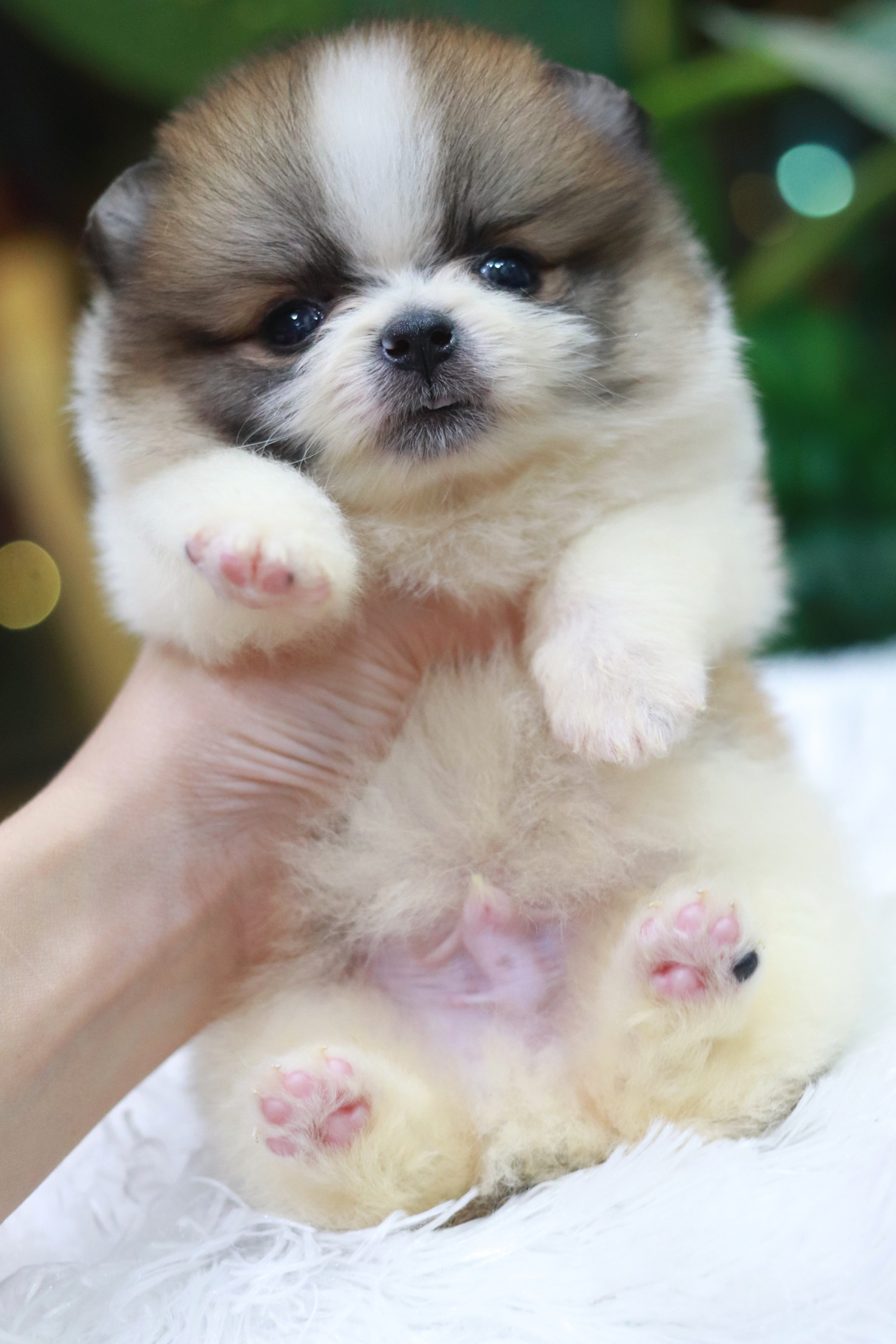 ปอมเมอเรเนียน เพศผู้ สีแฟนซี ไซส์เล็ก