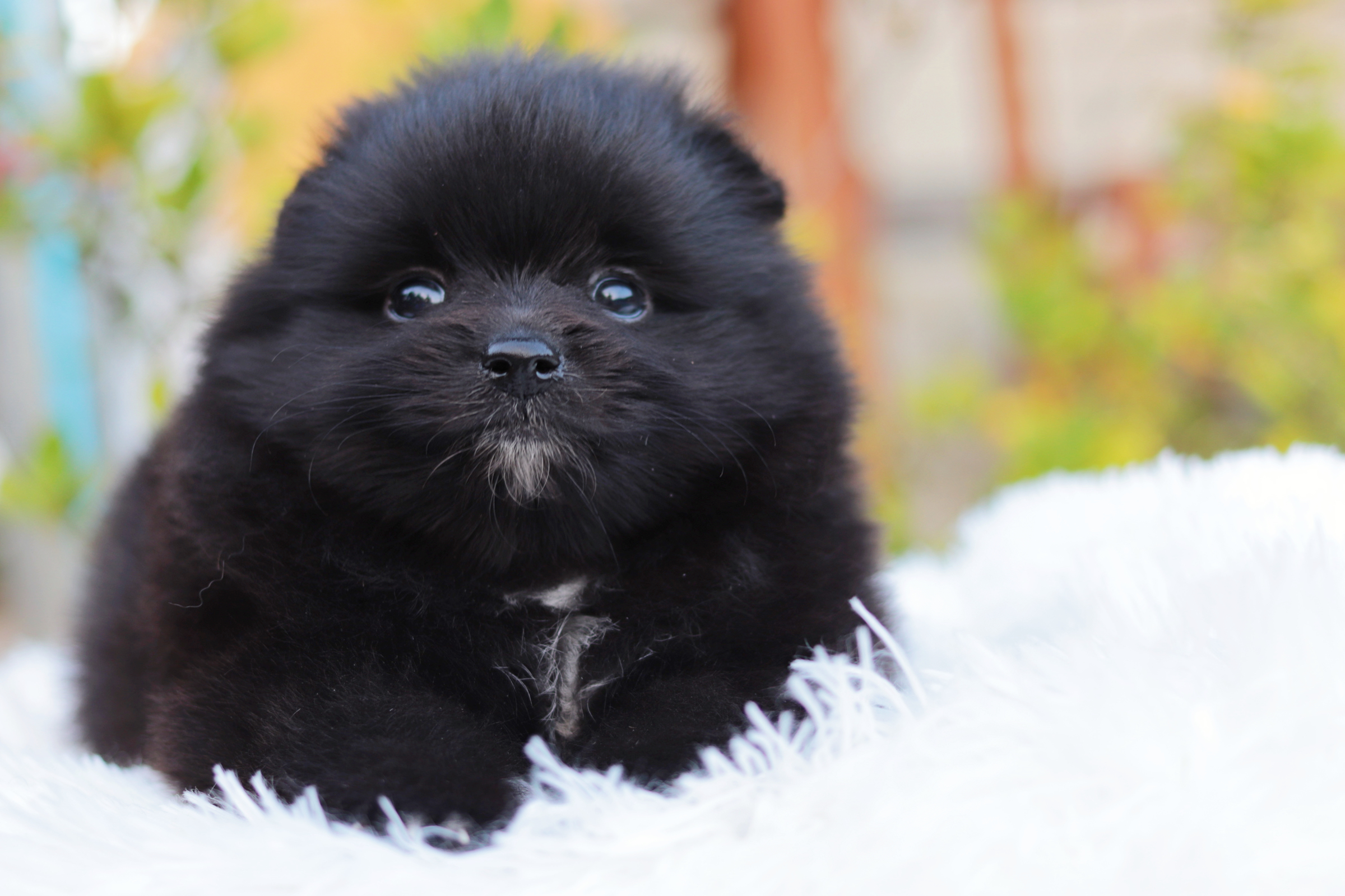 ปอมเมอเรเนียน เพศผู้ สีดำขนแน่นๆ