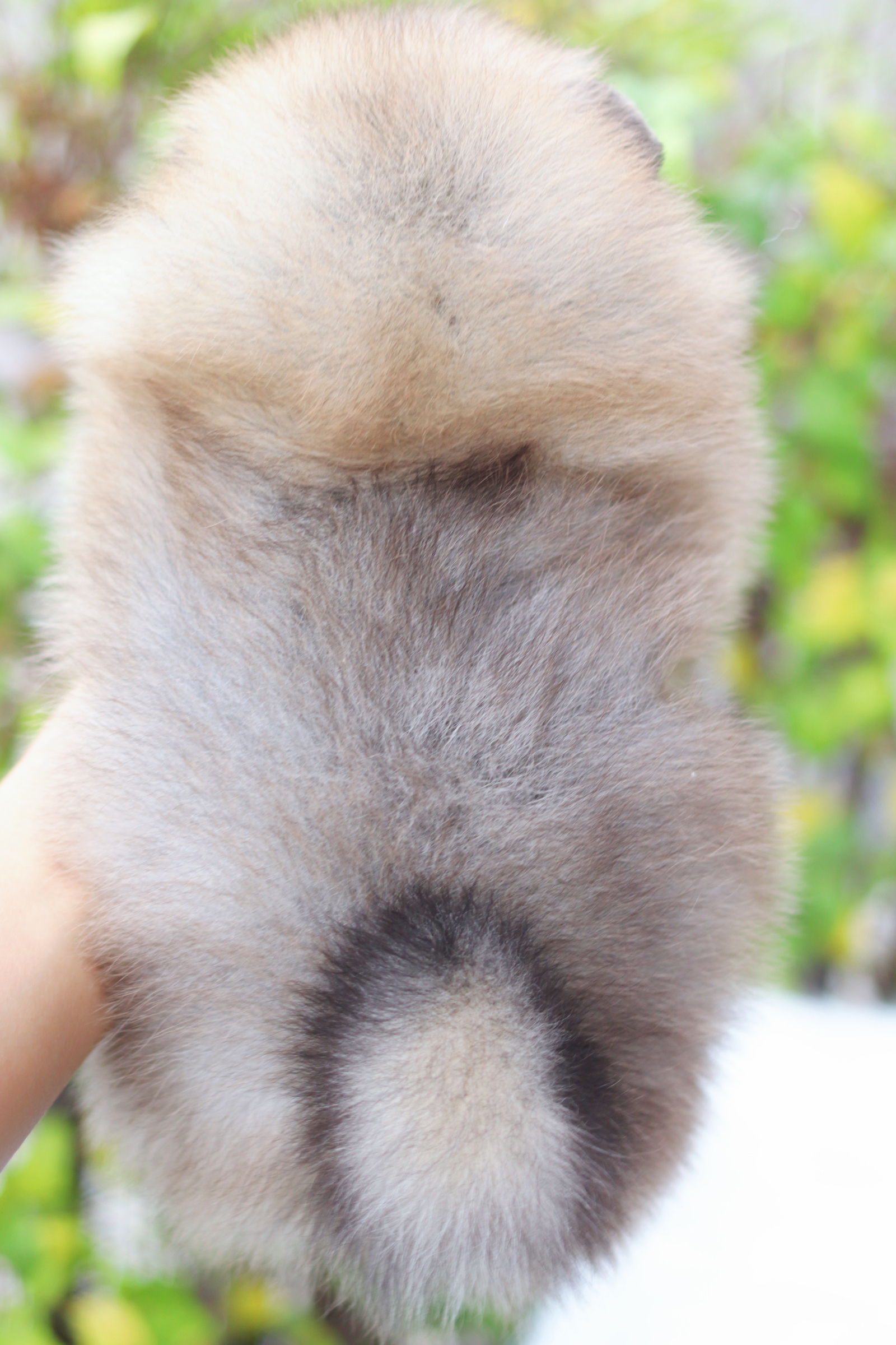 ปอมเมอเรเนียน เพศเมียสีส้ม เกรดโชว์