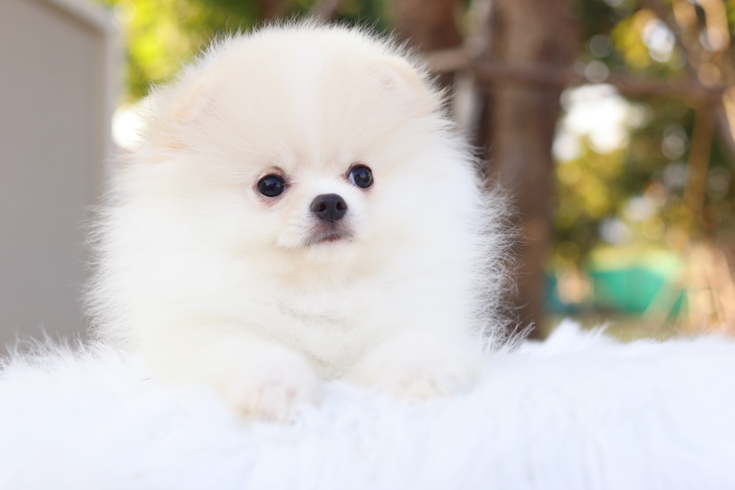 ปอมเมอเรเนียน เพศเมียสีขาวครีม