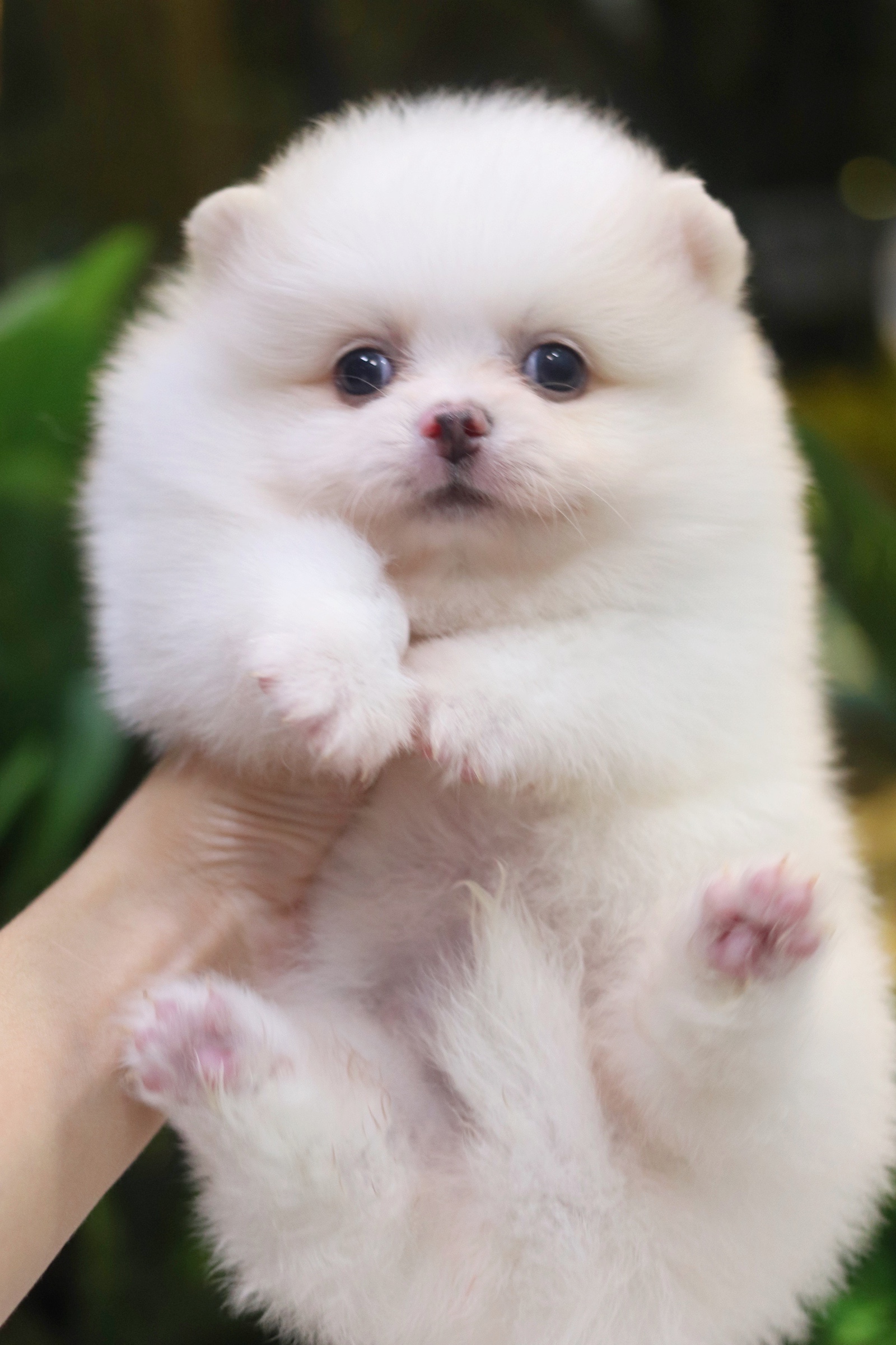 ปอมเมอเรเนียน เพศผู้ขาวครีม