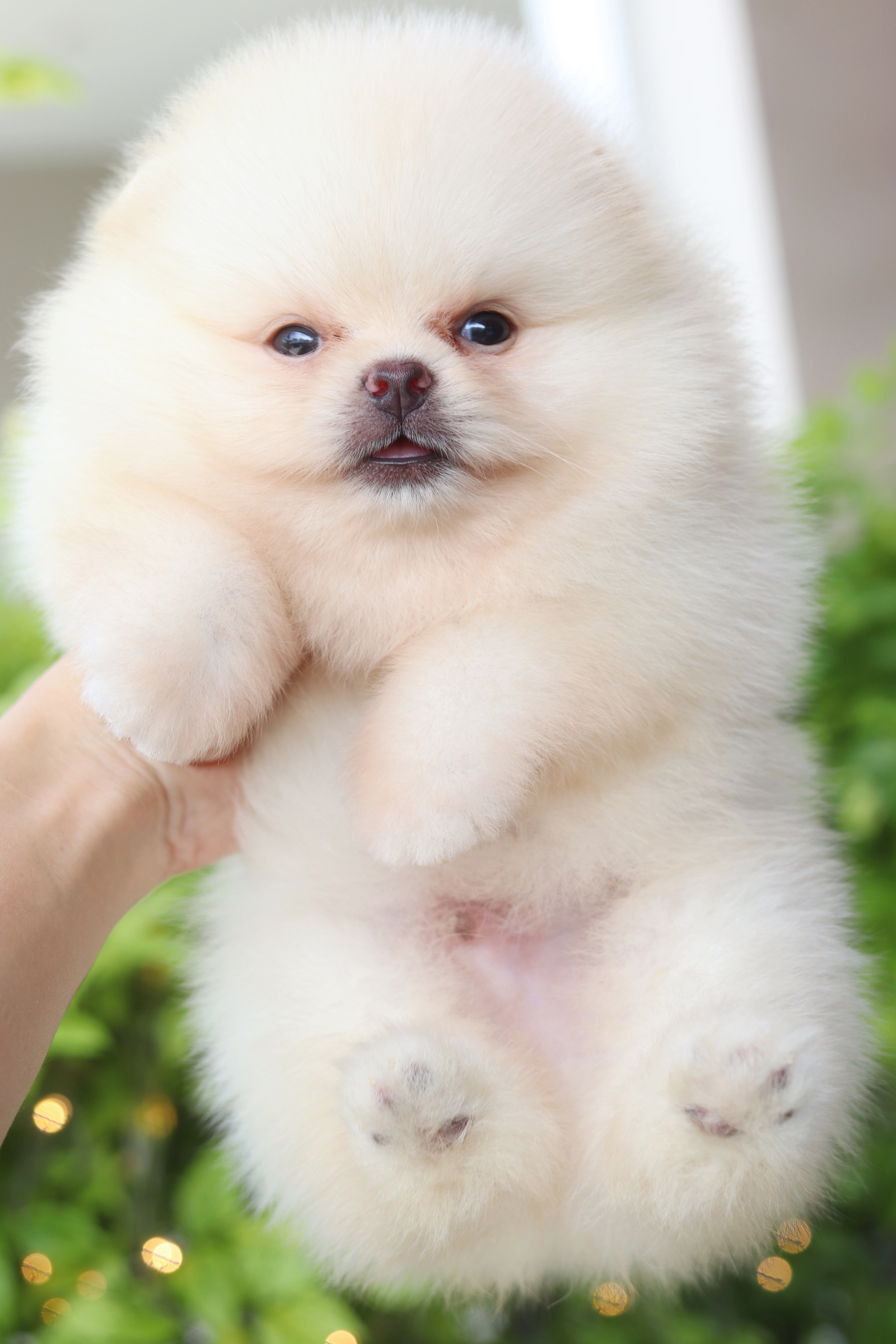 ปอมเมอเรเนียน เพศผู้สีครีม