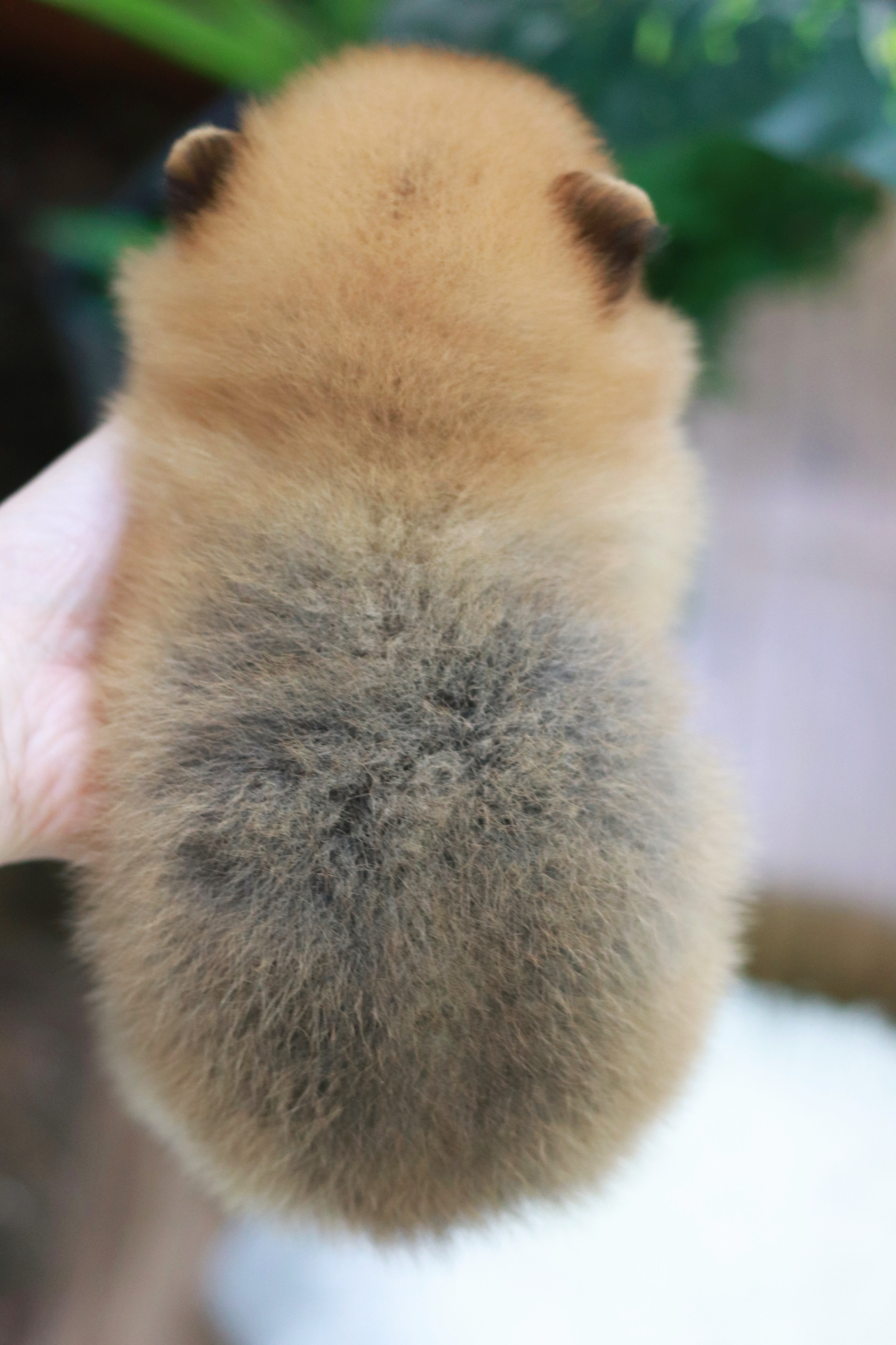 ปอมเมอเรเนียน เพศผู้ สีส้ม