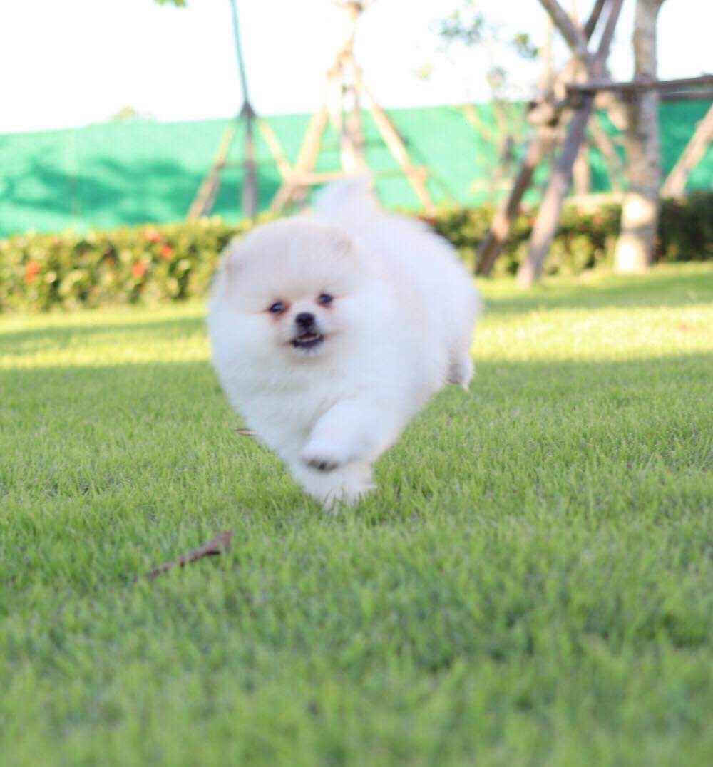 ปอมเมอเรเนียน เพศผู้