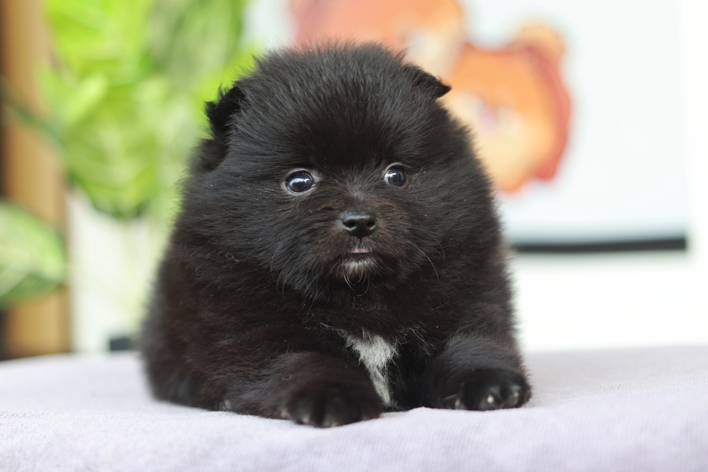 ปอมเมอเรเนียน เพศผู้ สีดำ