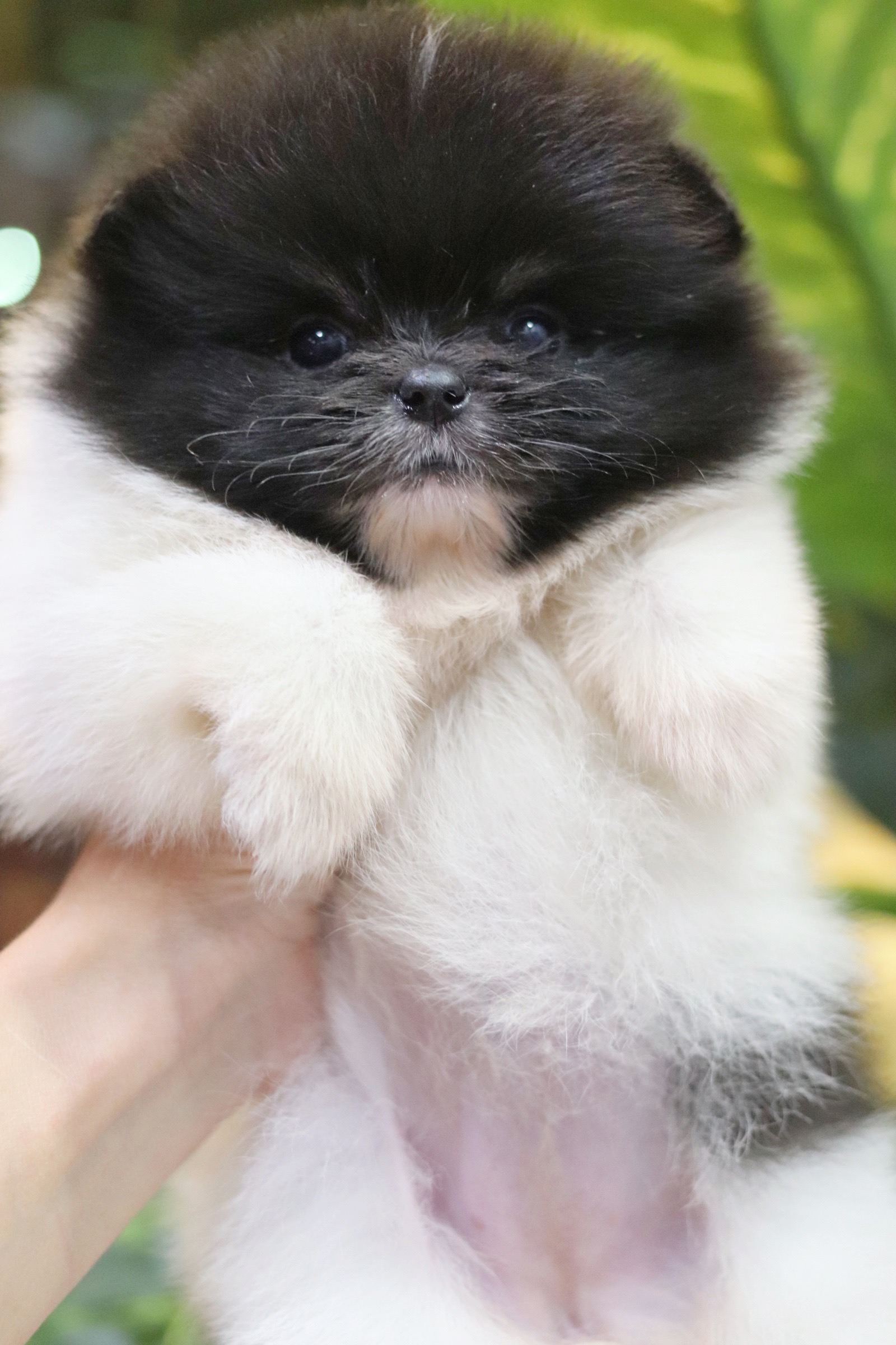 ปอมเมอเรเนียน เพศเมีย ปาร์ตี้ดำขาว