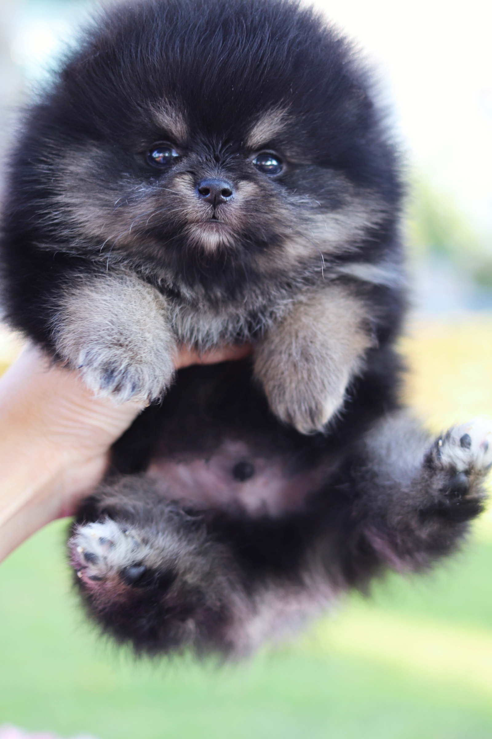 ปอมเมอเรเนียน เพศผู้ สีแบล็คแทน