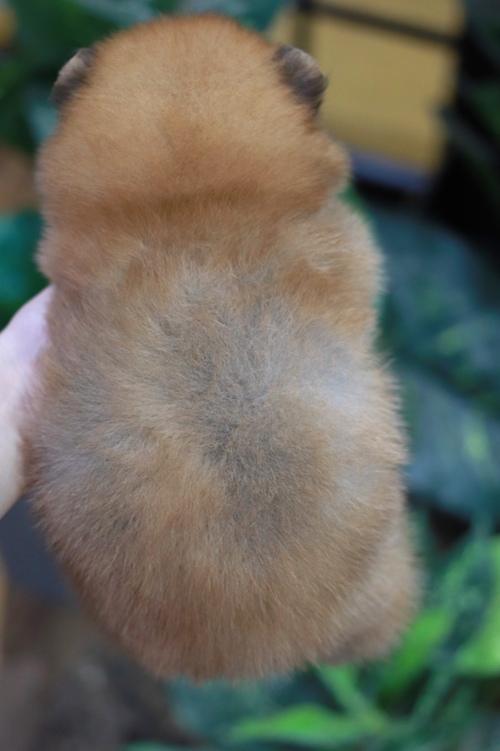 ปอมเมอเรเนียน เพศผู้