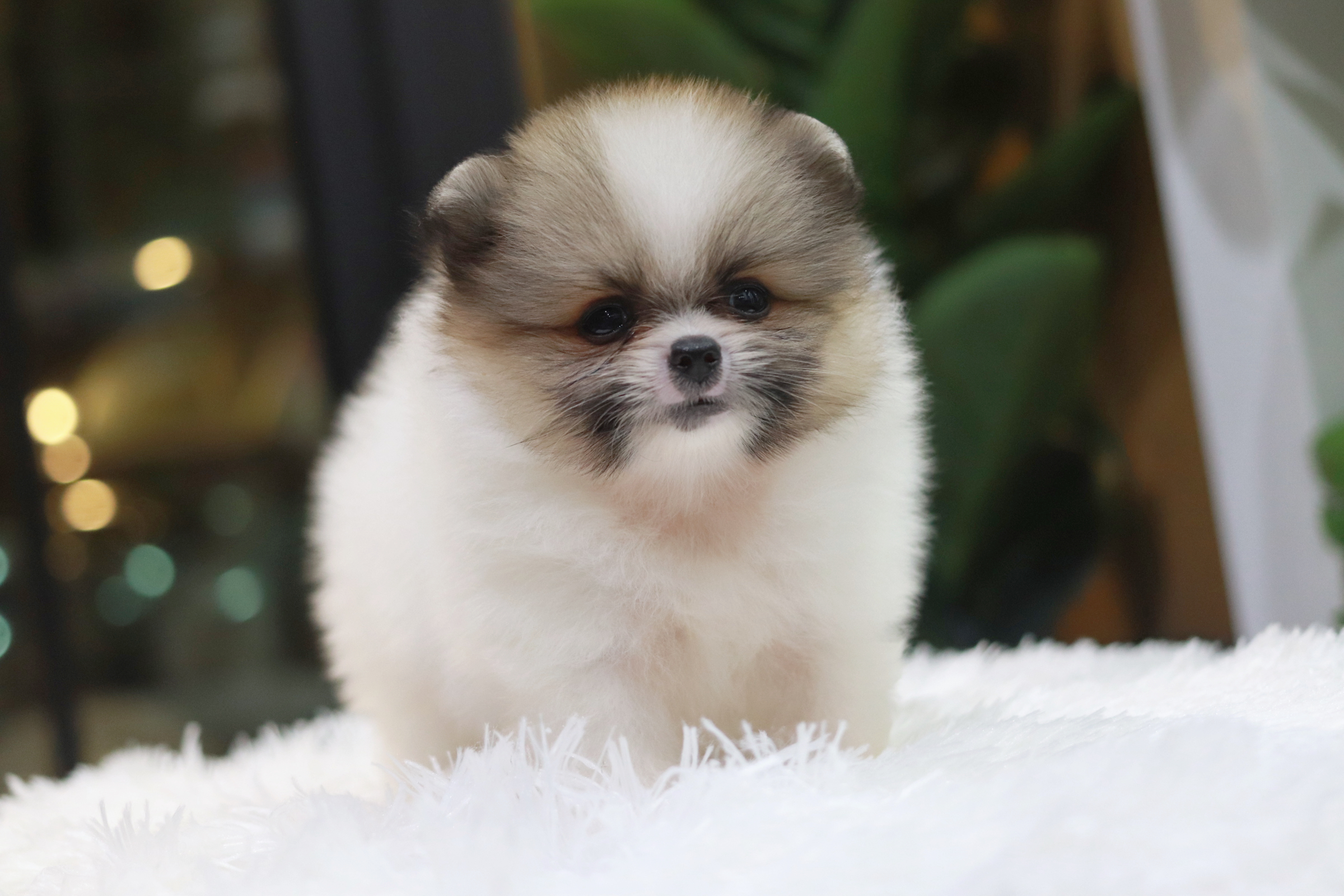 ปอมเมอเรเนียน เพศผู้ แฟนซี