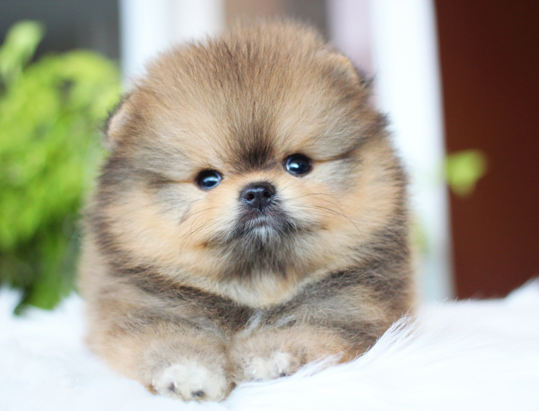 ปอมเมอเรเนียน เพศผู้ ส้มเกรดโชว์