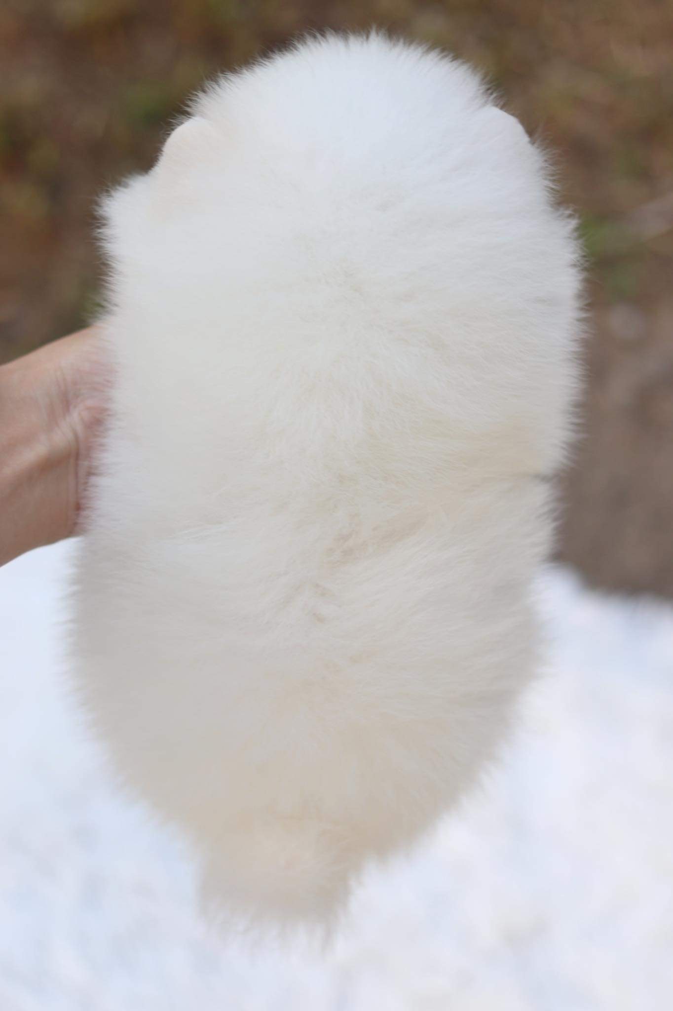 ปอมเมอเรเนียน เพศผู้ สีขาว