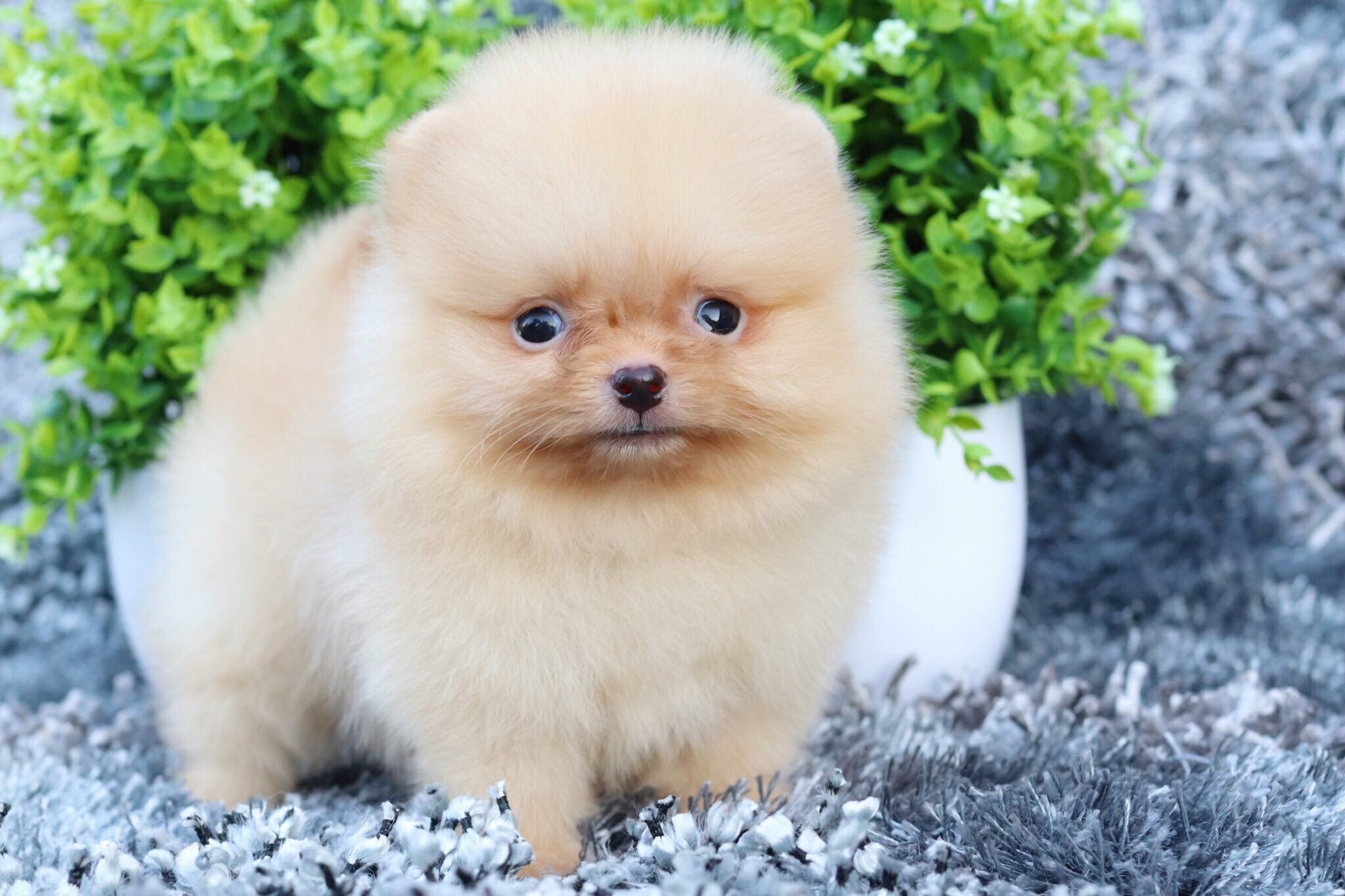 ปอมเมอเรเนียน เพศผู้