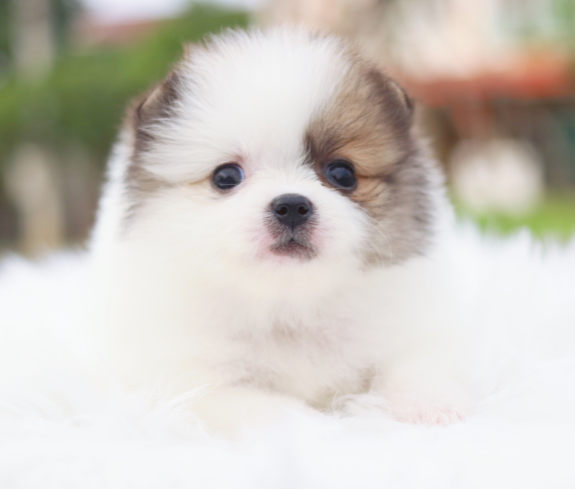 ปอมเมอเรเนียน เพศเมียสีแฟนซี