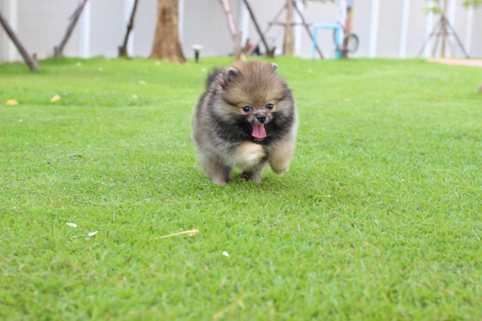 ปอมเมอเรเนียน เพศผู้