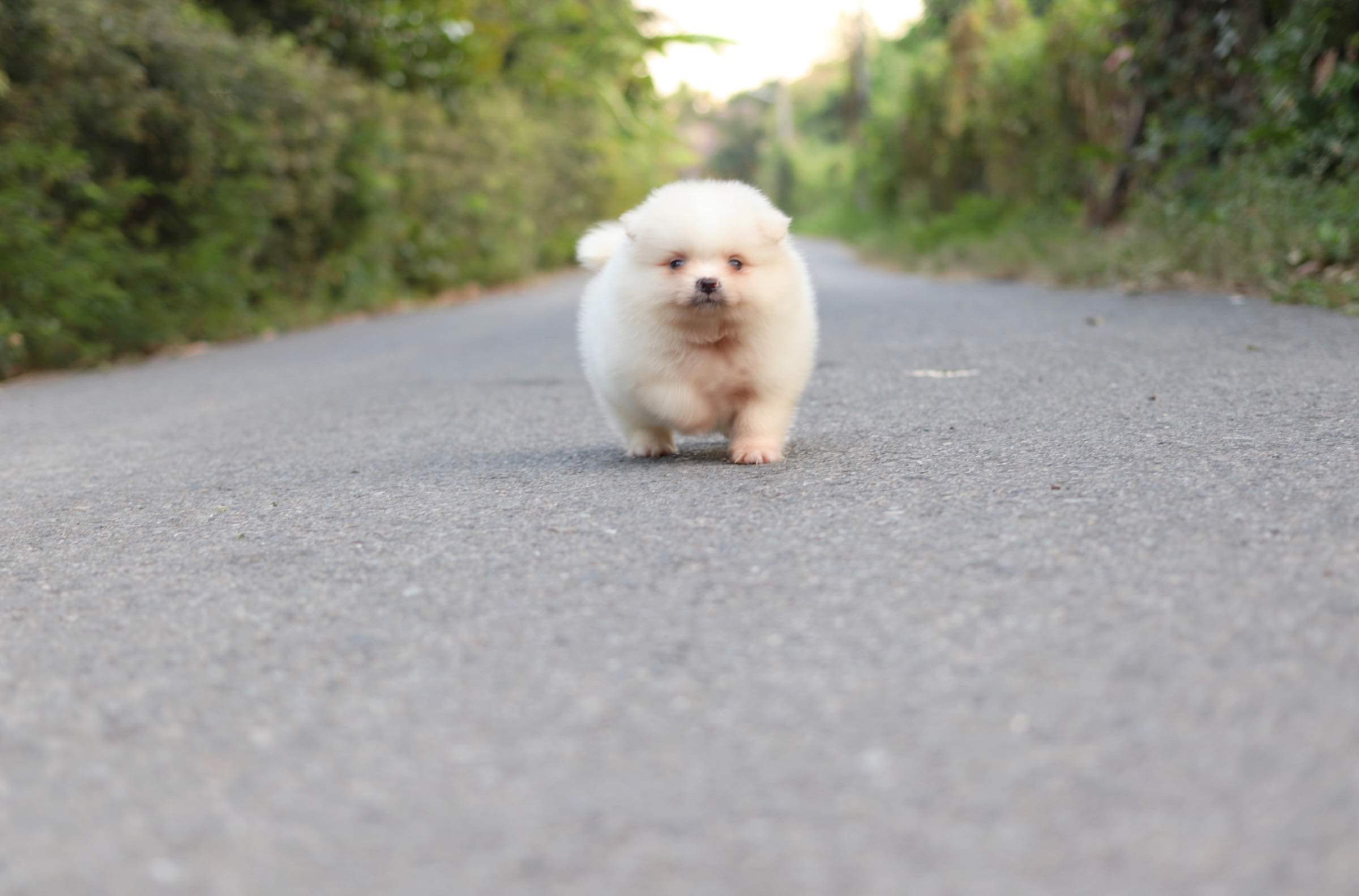 ปอมเมอเรเนียน เพศผู้