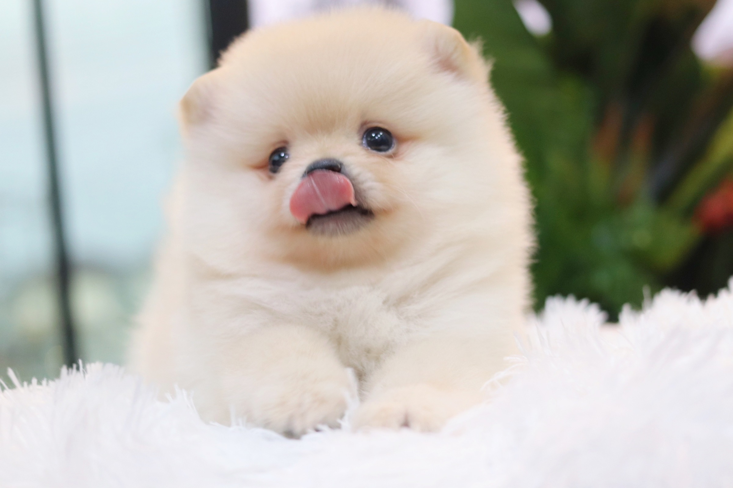 ปอมเมอเรเนียน เพศผู้ สีขาวครีม