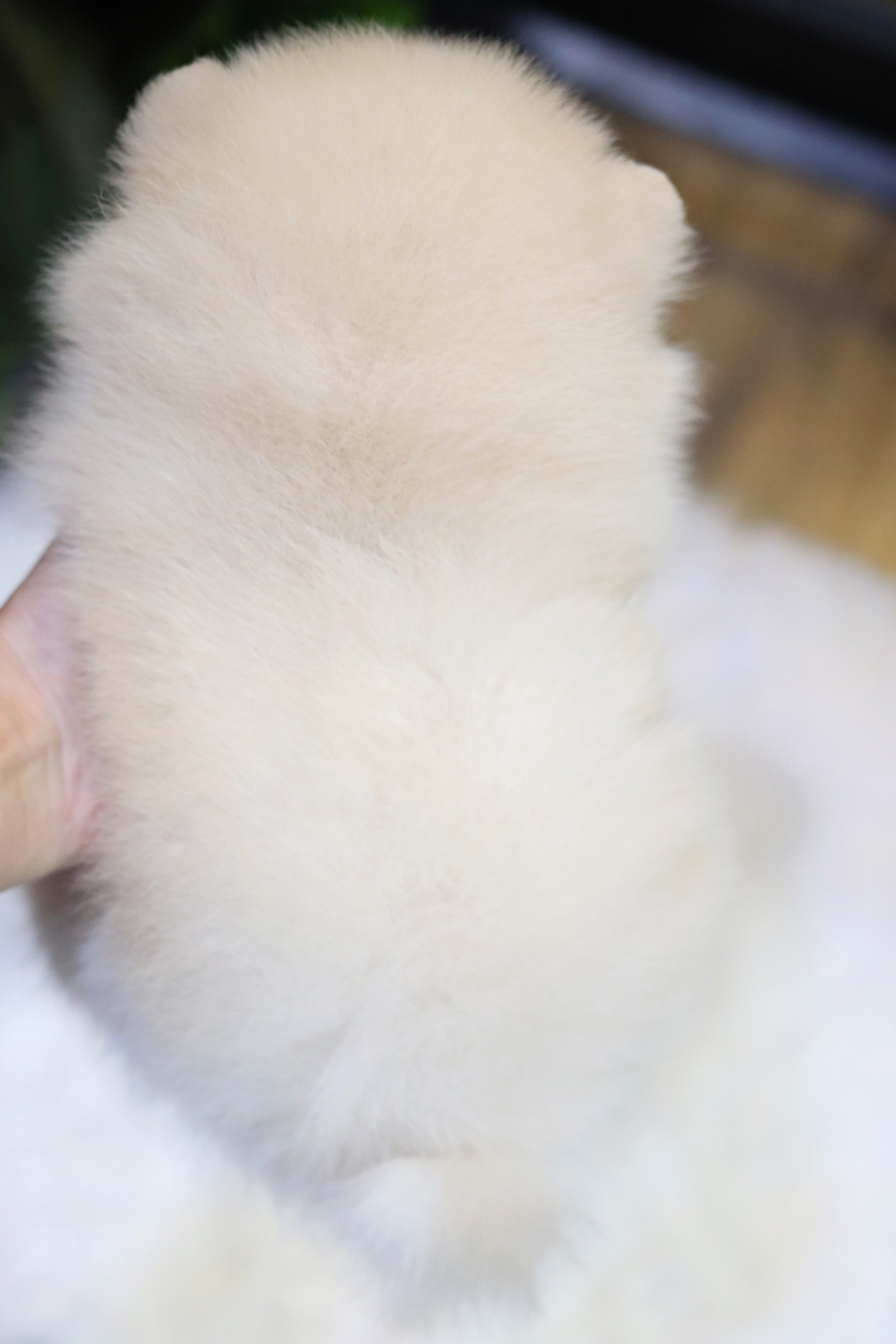 ปอมเมอเรเนียน เพศผู้สีขาวครีม